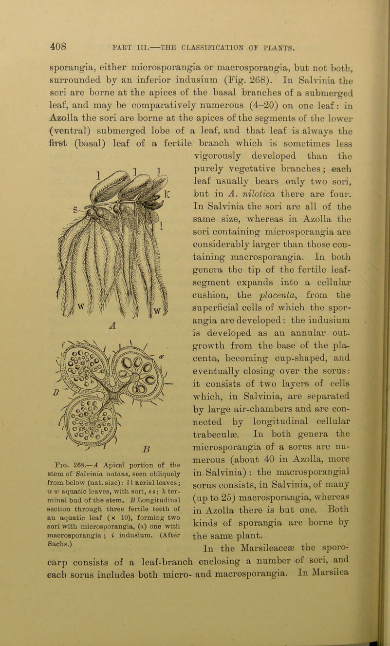 sporangia, either microsporangia or macrosporangia, but not both, surrounded by an inferior indusium (Fig. 268). In Salvinia the sori are borne at the apices of the basal branches of a submerged leaf, and may be comparatively numerous (4-20) on one leaf: in Azolla the sori are borne at the apices of the segments of the lower (ventral) submerged lobe of a leaf, and that leaf is always the first (basal) leaf of a fertile branch which is sometimes less vigorously developed than the purely vegetative branches ; each leaf usually bears only two sori, but in A. nilotica there are four. In Salvinia the sori are all of the same size, whereas in Azolla the sori containing microsporangia are considerably larger than those con- taining macrosporangia. In both genera the tip of the fertile leaf- segment expands into a cellular cushion, the placenta, from the superficial cells of which the spor- angia are developed : the indusium is developed as an annular out- growth from the base of the pla- centa, becoming cup-shaped, and eventually closing over the sorus: it consists of two layers of cells which, in Salvinia, are separated by large air-chambers and are con- nected by longitudinal cellular trabeculae. In both genera the microsporangia of a sorus are nu- merous (about 40 in Azolla, more in Salvinia) : the macrosporangial sorus consists, in Salvinia, of many (up to 25) macrosporangia, whereas in Azolla there is but one. Both kinds of sporangia are borne by the same plant. In the Marsileacese the sporo- carp consists of a leaf-branch enclosing a number of sori, and each sorus includes both micro- and macrosporangia. In Marsilea Fig. 26S.—A Apical portion of the stem of Salvinia natans, seen obliquely from below (nat. size): 11 aerial leaves; ivw aquatic leaves, with sori, ss; ?c ter- minal bud of the stem. B Longitudinal section through three fertile teeth of an aquatic leaf (x 10), forming two sori with microsporangia, (a) one with macrosporangia; i indusium. (After Sachs.)