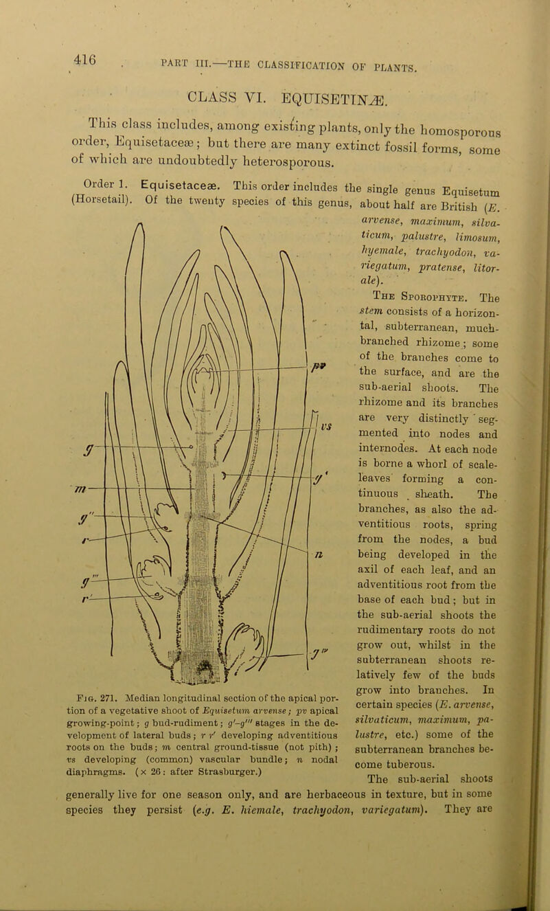 CLASS VI. EQUISETINLE. This class includes, among existing plants, only the homosporous order, Equisetaceae; but there are many extinct fossil forms, some of which are undoubtedly heterosporous. ,„0rd E„q,uif,aCe*- Tbis °rJer i“ol'1‘les tte sin8,e tmm Equisetum (Horsetail). Of the twenty species of this genus, about half are British (E. arvense, maximum, silva- ticum, palustre, limosum, lryemale, trachyodon, va- riegation, pratense, litor- ale). The Sporophyte. The stem consists of a horizon- tal, subterranean, much- branched rhizome ; some of the branches come to the surface, and are the sub-aerial shoots. The rhizome and its branches are very distinctly ' seg- mented into nodes and internodes. At each node is borne a whorl of scale- leaves forming a con- tinuous _ sheath. The branches, as also the ad- ventitious roots, spring from the nodes, a bud being developed in the axil of each leaf, and an adventitious root from the base of each bud; but in the sub-aerial shoots the rudimentary roots do not grow out, whilst in the subterranean shoots re- latively few of the buds grow into brauches. In certain species (E. arvense, silvaticum, maximum, pa- lustre, etc.) some of the subterranean branches be- come tuberous. The sub-aerial shoots generally live for one season only, and are herbaceous in texture, but in some species they persist {e.g. E. Uiemale, trachyodon, variegatum). They are Fig. 271. Median longitudinal section of the apical por- tion of a vegetative shoot of Equisetum arvense; pv apical growing-point; g hud-rudiment; g'-g' stages in the de- velopment of lateral buds; r v' developing adventitious roots on the buds; m central ground-tissue (not pith) ; vs developing (common) vascular bundle; n nodal diaphragms. ( x 26: after Strasburger.)