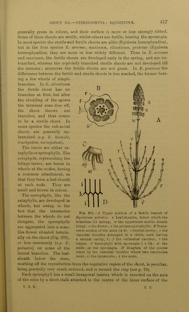 generally green in colour, and their surface is more or less strongly ribbed. Some of these shoots are sterile, whilst others are fertile, bearing the sporangia. In most species the sterile and fertile shoots are alike (Equiseta homophyadica), but in the four species E. arvense, maximum, silvaticum, pratense (Equiseta heterophyadica) they are mox'e or less widely different. Thus in E. arvense and maximum, the fertile shoots are developed early in the spring, and are un- branched, whereas the copiously branched sterile shoots are not developed till the summer; moreover the fertile shoots are not green. In E. pratense the differences between the fertile and sterile shoots is less marked, the former bear- ing a few whorls of simple branches. In E. silvaticum the fertile shoot has no branches at first, but after the shedding of the spores the terminal cone dies off, the shoot throws out branches, and thus comes to be a sterile shoot. In some species the sub-aerial shoots are generally un- branched (e.g. E. hiemale, tranhyodon, variegatum). The leaves are either ca- taphylls or sporophylls. The cataphylls, representing the foliage-leaves, are borne in whorls at the nodes, having a common attachment, so that they form a leaf-sheath at each node. They are small and brown iu colour. The sporophylls, like the cataphylls, are developed in whorls, but owing to the fact that the internodes between the whorls do not elongate, the sporophylls are aggregated into a cone- like flower situated termin- ally on the shoot (Fig. 272), or less commonly (e.g. E. palustre) on some of the lateral branches. The leaf- Fig. 272.—A Upper portion of a fertile branch of Equisetum palustre. v Leaf-sheaths, below which the branches (r) spring; vo the uppermost sterile sheath (ring); a the flower; s the peltate sporophylls. B Trans- verse section of the stem (x 6): c central cavity; s the vascular bundles arranged in a circle, each having a carinal cavity, Jc; / the vallecular cavities; r the ridges. C Sporophyll with sporangia ( x 10) : st the stalk; sp the sporangia. D Diagram of the course taken by the vascular bundles where two internodes meet; i i the internodes; lc the node. sheath below the cone, marking off the reproductive from the vegetative region of the shoot, is peculiar, being generally very much reduced, and is termed the ring (see p. 79). Each sporophyll has a small hexagonal lamina which is inserted on the axis of the cone by a short stalk attached to the centre of the inner surface of the V. S. B. E E