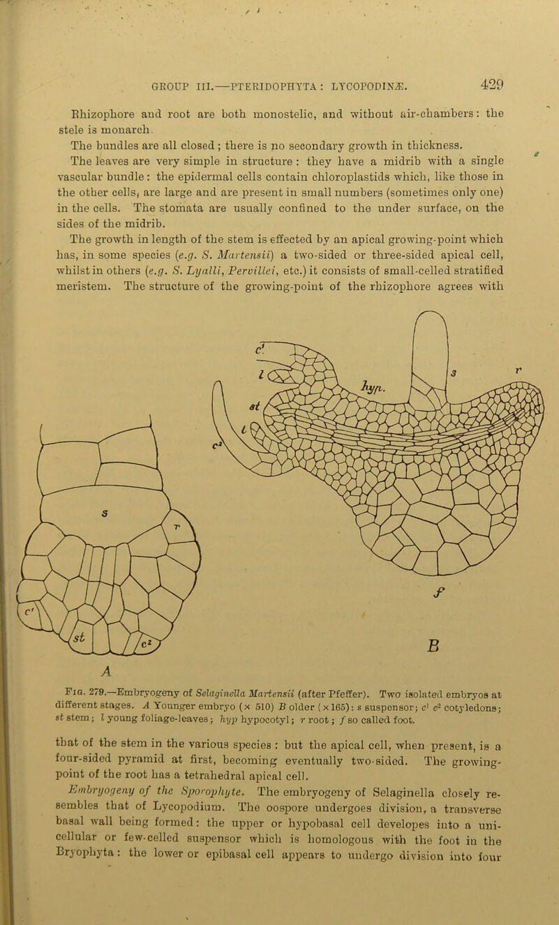 Bhizophore and root are both monostelic, and without air-chambers: the stele is monarch. The bundles are all closed ; there is no secondary growth in thickness. The leaves are very simple in structure : they have a midrib with a single vascular bundle: the epidermal cells contain chloroplastids which, like those in the other cellSj are large and are present in small numbers (sometimes only one) in the cells. The stomata are usually confined to the under surface, on the sides of the midrib. The growth in length of the stem is effected by an apical growing-point which has, in some species (e.g. S. Martensii) a two-sided or three-sided apical cell, whilst in others {e.g. S. Lyalli, PervilLci, etc.) it consists of small-celled stratified meristem. The structure of the growing-point of the rhizophore agrees with Fig. 279.—Embryogeny of Selaginella Martensii (after Pfeffer). Two isolated embryos at different stages. A Younger embryo (x 510) B older (x 165): s suspensor; c] c3 cotyledons; ststem; t young foliage-leaves; hyp hypocotyl; r root;/ so called foot. that of the 9tem in the various species : but the apical cell, when present, is a four-sided pyramid at first, becoming eventually two-sided. The growing- point of the root has a tetrahedral apical cell. Embryogeny of the Sporophyte. The embryogeny of Selaginella closely re- sembles that of Lycopodium. The oospore undergoes division, a transverse basal wall being formed: the upper or hypobasal cell developes into a uni- cellular or few-celled suspensor which is homologous with the foot in the Bryopliyta: the lower or epibasal cell appears to undergo division into four