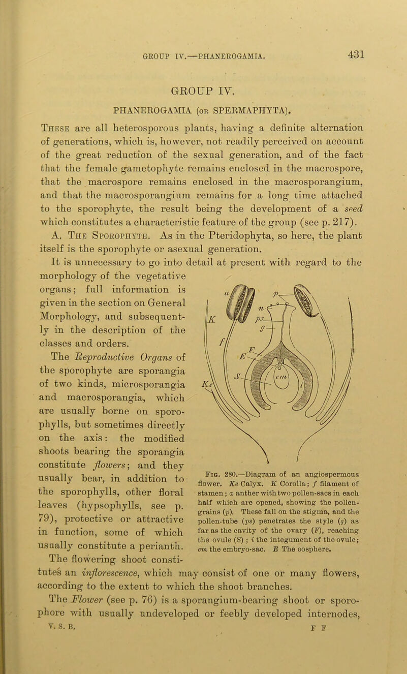 GROUP IV. PHANEROGAMIA (or SPERMAPHYTA). These are all heterosporous plants, having1 a definite alternation of generations, which is, however, not readily perceived on account of the great reduction of the sexual generation, and of the fact that the female gametophyte remains enclosed in the macrospore, that the macrospore remains enclosed in the macrosporangium, and that the macrosporangium remains for a long time attached to the sporophyte, the result being the development of a seed which constitutes a characteristic feature of the group (see p. 217). A. The Sporophyte. As in the Pteridophyta, so here, the plant itself is the sporophyte or asexual generation. It is unnecessary to go into detail at present with regard to the morphology of the vegetative organs; full information is given in the section on General Morphology, and subsequent* ly in the description of the classes and orders. The Reproductive Organs of the sporophyte are sporangia of two kinds, microsporangia and macrosporangia, which are usually borne on sporo* phylls, but sometimes directly on the axis: the modified shoots bearing the sporangia constitute flowers-, and they usually bear, in addition to the sporophylls, other floral leaves (hypsophylls, see p. 79), protective or attractive in function, some of which usually constitute a perianth. The flowering shoot consti- tutes an inflorescence, which may consist of one or many flowers, according to the extent to which the shoot branches. The Flower (see p. 76) is a sporangium-bearing shoot or sporo- phore with usually undeveloped or feebly developed internodes, v. s. b. f P Fig. 2S0.—Diagram of an angiospermous flower. Ke Calyx. K Corolla; / filament of stamen; a anther with two pollen-sacs in each half which are opened, showing the pollen- grains (p). These fall on the stigma, and the pollen-tube (ps) penetrates the style (g) as far as the cavity of the ovary (F), reaching the ovule (S) ; i the integument of the ovule; cm the embryo-sac. E The oosphere.