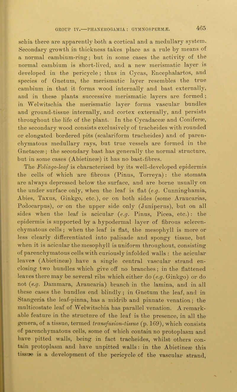 schia there are apparently both a cortical and a medullary system. Secondary growth in thickness takes place as a rule by means of a normal cambium-ring ; but in some cases the activity of the normal cambium is short-lived, and a new merismatic layer is developed in the pericycle ; thus in Cycas, Encephalartos, and species of Cfnetum, the merismatic layer resembles the true cambium in that it forms wood internally and bast externally, and in these plants successive merismatic layers are formed; in Welwitschia the merismatic layer forms vascular bundles and ground-tissue internally, and cortex externally, and persists throughout the life of the plant. In the Cycadacete and Coniferse, the secondary wood consists exclusively of tracheides with rounded or elongated bordered pits (scalariform tracheides) and of paren- chymatous medullary rays, but true vessels are formed in the Gnetacece; the secondary bast has generally the normal structure, but in some cases (Abietinere) it has no bast-fibres. The Foliage-leaf is characterised by its well-developed epidermis the cells of which are fibrous (Pinus, Torreya): the stomata are always depressed below the surface, and ai’e borne usually on the under surface only, when the leaf is flat (e.g. Cunninghamia, Abies, Taxus, Ginkgo, etc.), or on both sides (some Araucarias, Podocarpus), or on the upper side only (Juniperns), but on all sides when the leaf is acicular (e.g. Pinus, Picea, etc.): the epidermis is supported by a bypodermal layer of fibrous scleren- chymatous cells ; when the leaf is flat, the mesophyll is more or less clearly differentiated into palisade and spongy tissue, but when it is acicular the mesophyll is uniform throughout, consisting of parenchymatous cells with curiously infolded walls : the acicular leaves (Abietinese) have a single central vascular strand en- closing two bundles which give off no branches; in the flattened leaves there may be several ribs which either do (e.g. Ginkgo) or do not (e.g. Dammara, Araucaria) branch in the lamina, and in all these cases the bundles end blindly ; in Gnetum the leaf, and in Stangeria the leaf-pinna, has a midrib and pinnate venation; the multicostate leaf of Welwitschia has parallel venation. A remark- able feature in the structure of the leaf is the presence, in all the genera, of a tissue, termed transfusion-tissue (p. 169), which consists of parenchymatous cells, some of which contain no protoplasm and have pitted walls, being in fact tracheides, whilst others con- tain protoplasm and have unpitted walls: in the Abietineie this tissue is a development of the pericycle of the vascular strand,
