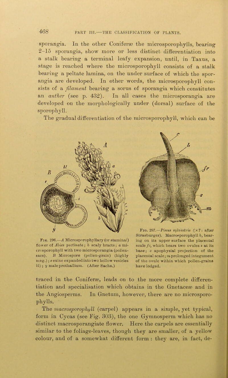 sporangia. In the other Conifer® the microsporophylls, bearing 2-15 sporangia, show more or less distinct differentiation into a stalk bearing a terminal leafy expansion, until, in Taxus, a stage is reached where the microsporophyll consists of a stalk bearing a peltate lamina, on the under surface of which the spor- angia are developed. In other words, the microsporophyll con- sists of a filament bearing a sorus of sporangia which constitutes an anther (see p. 432). In all cases the microsporangia are developed on the morphologically under (dorsal) surface of the sporophyll. The gradual differentiation of the microsporophyll, which can be Fig. 296.—A Microsporophyllary (or staminal) flower of Allies pectinata ; b scaly bracts; a mi- crosporophyll with two microsporangia (pollen- sacs). B Microspore (pollen-grain) (highly mag.) ; c exine expanded into two hollow vesicles LI); y male prothallium. (After Sachs.) Fig. 297.—Pinus sylvestris (x 7: after Strasburger). Macrosporophyll b, bear- ing on its upper surface the placental scale fr, which bears two ovules s at its base; c apophysial projection of the placental scale; m prolonged integument of the ovule within which pollen-grains have lodged. traced in the Conifer®, leads on to the more complete differen- tiation and specialisation which obtains in the Gnetacea? and in the Angiosperms. In Gnetum, however, there are no microsporo- phylls. The macrosporophyll (carpel) appears in a simple, yet typical, form in Cycas (see Fig. 303), the one Gymnosperm which has no distinct macrosporangiate flower. Here the carpels are essentially similar to the foliage-leaves, though they are smaller, of a yellow colour, and of a somewhat different form : they are, in fact, de-