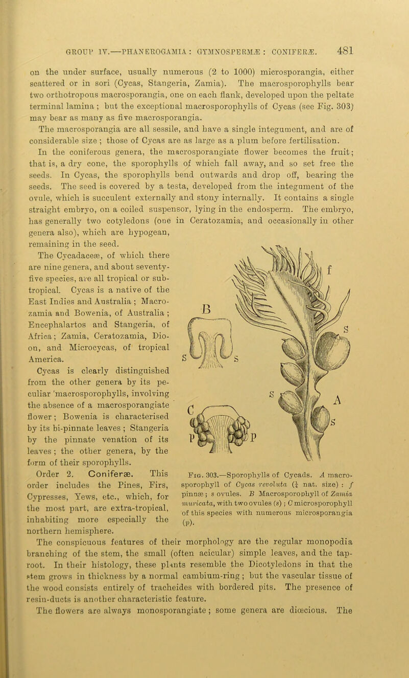 on the under surface, usually numerous (2 to 1000) microsporangia, either scattered or in sori (Cycas, Stangeria, Zamia). The macrosporophylls bear two orthotropous macrosporangia, one on each flank, developed upon the peltate terminal lamina; but the exceptional macrosporophylls of Cycas (see Fig. 303) may bear as many as five macrosporangia. The macrosporangia are all sessile, and have a single integument, and are of considerable size ; those of Cycas are as large as a plum before fertilisation. In the coniferous genera, the macrosporangiate flower becomes the fruit; that is, a dry cone, the sporophylls of which fall away, and so set free the seeds. In Cycas, the sporophylls bend outwards and drop off, bearing the seeds. The seed is covered by a testa, developed from the integument of the ovule, which is succulent externally and stony internally. It contains a single straight embryo, on a coiled suspensor, lying in the endosperm. The embryo, has generally two cotyledons (one in Ceratozamia, and occasionally in other genera also), which are hypogean, remaining in the seed. The Cycadacete, of which there are nine genera, and about seventy- five species, are all tropical or sub- tropical. Cycas is a native of the East Indies and Australia ; Macro- zamia and Bowenia, of Australia ; Encephalartos and Stangeria, of Africa; Zamia, Ceratozamia, Dio- on, and Microcycas, of tropical America. Cycas is clearly distinguished from the other genera by its pe- culiar 'macrosporophylls, involving the absence of a macrosporangiate flower; Bowenia is characterised by its bi-pinnate leaves ; Stangeria by the pinnate venation of its leaves ; the other genera, by the form of their sporophylls. Order 2. Coniferae. This order includes the Pines, Firs, Cypresses, Yews, etc., which, for the most part, are extra-tropical, inhabiting more especially the northern hemisphere. The conspicuous features of their morphology are the regular monopodia branching of the stem, the small (often acicular) simple leaves, and the tap- root. In their histology, these plints resemble the Dicotyledons in that the ptem grows in thickness by a normal cambium-ring ; but the vascular tissue of the wood consists entirely of tracheides with bordered pits. The presence of resin-ducts is another characteristic feature. The flowers are always monosporangiate; some genera are dioecious. The Fm. 303.—Sporophylls of Cycads. A roacro- sporophyll of Cycas revoluta (I nat. size) : / pinna;; s ovules. B Macrosporophyll of Zamia muricata, with two ovules (s) ; C microsporophyll of this species with numerous microsporangia (P)-