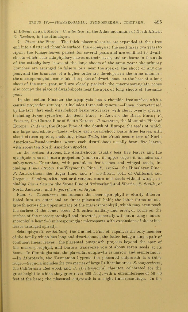 C. Libani, in Asia Minor ; C. atlantica, in the Atlas mountains of North Africa : C. Deodura, in the Himalayas. 7. Pinus, the Pines. The thick placental scales are expanded at their free end into a flattened rhombic surface, the apophysis : the seed takes two years to ripen : the foliage-leaves persist for several years and are confined to dwarf - shoots which bear cataphyllary leaves at their bases, and are borne in the axils of the cataphyllary leaves of the long shoots of the same year: the primary branches are arranged in false whorls near the apex of the shoot of any one year, and the branches of a higher order are developed in the same manner : the microsporangiate cones take the place of dwarf-shoots at the base of a long shoot of the same year, and are closely packed : the macrosporangiate cones also occupy the place of dwarf-shoots near the apex of long shoots of the same year. In the section Pinaster, the apophysis has a rhombic free surface with a central projection (umbo) : it includes three sub-genera :—Pinea, characterised by the fact that each dwarf-shoot bears two leaves, with about twenty species, including Pinus sylvestris, the Scots Pine; P. Laricio, the Black Pines; P. Pinaster, the Cluster Pine of South Europe; P. montana, the Mountain Pinesof Europe; P. Pinea, the Stone Pine of the South of Europe, the seeds of which are large and edible :—Tteda, where each dwarf-shoot bears three leaves, with about sixteen species, including Pinus Tceda, the Frankincense tree of North America:—Pseudostrobus, where each dwarf-shoot usually bears five leaves, with about ten North American species. In the section Strobus, the dwarf-shoots usually bear five leaves, and the apophysis runs out into a projection (umbo) at its upper edge: it includes two sub-generaEustrobus, with pendulous fruit-cones and winged seeds, in- cluding Pinus Strobus, the Weymouth Pine; P. excelsa, the Himalayan Pine; P. Lambertiana, the Sugar Pine, and P. monticola, both of California and Oregon:—Cembra, with erect or divergent cones and seeds without wings, in- cluding Pinus Cembra, the Stone Pine of Switzerland and Siberia; P.Jiexilis, of North America ; and P. parviflora, of Japan. Fam. 3. Taxodinece: monoecious : the macrosporophyll is clearly differen- tiated into an outer and an inner (placental) half ; the latter forms an out- growth across the upper surface of the macrosporophyll, which may even reach the surface of the cone : seeds 2-9, either axillary and erect, or borne on the surface of the macrosporophyll and inverted, generally without a wing : micro- sporophylls bear 2-8 microsporangia: microspores with expansions of the exine : leaves arranged spirally. Sciadopitys (S. verticillata), the Umbrella Pine of Japan, is the only member of the family which has long and dwarf-shoots, the latter being a single pair of confluent linear leaves; the placental outgrowth projects beyond the apex of the macrosporophyll, and bears a transverse row of about seven seeds at its base.—In Cunninghamia, the placental outgrowth is narrow and membranous. —In Athrotaxis, the Tasmanian Cypress, the placental outgrowth is a thick ridge.—Sequoia includes the twospecies of large Californian trees, S. sempervirens, the Californian lied-wood, and S. (Wellingtonia) gigantea, celebrated for the great height to which they grow (over 300 feet), with a circumference of 50—60 feet at the base; the placental outgrowth is a slight transverse ridge. In the