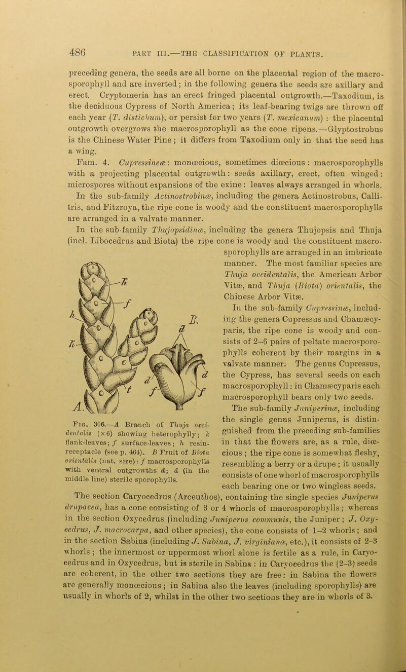 preceding genera, the seeds are all borne on the placental region of the macro- sporophyll and are inverted; in the following genera the seeds are axillary and erect. Cryptomeria has an erect fringed placental outgrowth.—Taxodium, is the deciduous Cypress of North America; its leaf-bearing twigs are thrown off each year (T. distichum), or persist for two years (T. mexicanwm) : the placental outgrowth overgrows the macrosporophyll as the cone ripens.—Glyptostrobus is the Chinese Water Pine ; it differs from Taxodium only in that the seed has a wing. Fam. 4. Gupressinear. monoecious, sometimes dioecious: macrosporophylls with a projecting placental outgrowth: seeds axillary, erect, often winged: microspores without expansions of the exine: leaves always arranged in whorls. In the sub-family Actinostrobince, including the genera Actinostrobus, Calli- tris, aud Fitzroya, the ripe cone is woody and the constituent macrosporophylls are arranged in a valvate manner. In the sub-family Tlmjopsidince, including the genera Thujopsis and Thuja (incl. Libocedrus and Biota) the ripe cone is woody and the constituent macro- sporophylls are arranged in an imbricate manner. The most familiar species are Thuja occidentalis, the American Arbor Vita3, and Thuja (Biota) orient alis, the Chinese Arbor Vitas. In the sub-family Gupressinee, includ- ing the genera Cupressus and Chamaecy- paris, the ripe cone is woody and con- sists of 2—6 pairs of peltate macrosporo- phylls coherent by their margins in a valvate manner. The genus Cupressus, the Cypress, has several seeds on each macrosporophyll: in Chamascyparis each macrosporophyll bears only two seeds. The sub-family Juniperince, including the single genus Juniperus, is distin- guished from the preceding sub-families in that the flowers are, as a rule, dioe- cious ; the ripe cone is somewhat fleshy, resembling a berry or a drupe ; it usually consists of one whorl of macrosporophylls each bearing one or two wingless seeds. The section Caryocedrus (Areeuthos), contaiuing the single species Juniperus drupacea, has a cone consisting of 3 or 4 whorls of macrosporophylls ; whereas in the section Oxycedrus (including Juniperus communis, the Juniper; J. Oxy- eedrus, J. macrocarpa, and other sjoecies), the cone consists of 1—2 whorls; and in the section Sabina (including <7. Sabina, J. virginiana, etc.), it consists of 2-3 whorls ; the innermost or uppermost whorl alone is fertile as a rule, in Caryo- cedrus and in Oxycedrus, but is sterile in Sabina : in Caryocedrus the (2-3) seeds are coherent, in the other two sections they are free: in Sabina the flowers are generally monoecious; in Sabina also the leaves (including sporophylls) are usually in whorls of 2, whilst in the other two sections they are in whorls of 3. Fig. 306.—A Branch of Thuja occi- dentalis (x6) showing heterophylly; k flank-leaves; / surface-leaves; h resin- receptacle (see p. 464). B Fruit of Biota orientalist (nat. size): f macrosporophylls with ventral outgrowths <1; d (in the middle line) sterile sporophylls.