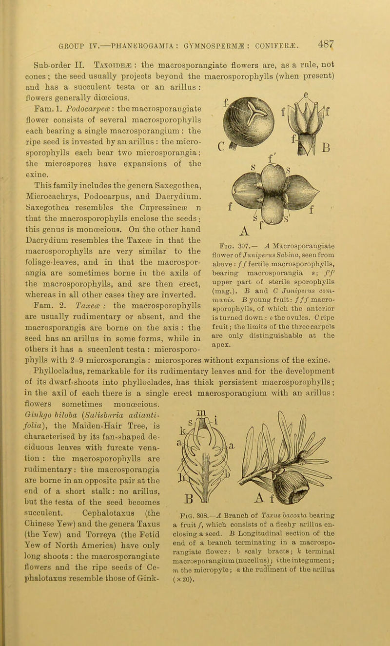 Sab-orcier II. Taxoide.® : the macrosporangiate flowers are, as a rule, not cones; the seed usually projects beyond the macrosporophylls (when present) and has a succulent testa or an arillus : flowers generally dioecious. Fam. 1. Podocarpecc : the macrosporangiate flower consists of several macrosporophylls each bearing a single macrosporangium : the ripe seed is invested by an arillus : the rnicro- sporophylls each bear two microsporangia; the microspores have expansions of the exine. This family includes the genera Saxegothea, Microcachrys, Podocarpus, and Dacrydium. Saxegothea resembles the Cupressinete n that the macrosporophylls enclose the seeds : this genus is monoecious. On the other hand Dacrydium resembles the Taxese in that the macrosporophylls are ver}r similar to the foliage-leaves, and in that the macrospor- angia are sometimes borne in the axils of the macrosporophylls, and are then erect, whereas in all other cases they are inverted. Fam. 2. Taxece : the macrosporophylls are usually rudimentary or absent, and the macrosporangia are borne on the axis : the seed has an arillus in some forms, while in others it has a succulent testa : microsporo- phylls with 2-9 microsporangia : microspores without expansions of the exine. Phyllocladus, remarkable for its rudimentary leaves and for the development of its dwarf-shoots into phylloclades, has thick persistent macrosporophylls; in the axil of each there is a single erect maerosporangium with an arillus: flowers sometimes monoecious. Fig. 307.— A Macrosporangiate flower of Juniperus Sabina, seen from above : ff fertile macrosporophylls, bearing macrosporangia s; ff upper part of sterile sporophylls (mag.). B and C Juniperus com- munis. B young fruit: /ff macro- sporophylls, of which the anterior is turned down : e the ovules. Cripe fruit; the limits of the three carpels are only distinguishable at the apex. Ginkgo biloba (Salisbnria adianti- folia), the Maiden-Hair Tree, is characterised by its fan-shaped de- ciduous leaves with furcate vena- tion : the macrosporophylls are rudimentary: the macrosporangia are borne in an opposite pair at the end of a short stalk: no arillus, but the testa of the seed becomes succulent. Cephalotaxus (the Chinese Yew) and the genera Taxus (the Yew) and Torreya (the Fetid Yew of North America) have only long shoots : the macrosporangiate flowers and the ripe seeds of Ce- phalotaxus resemble those of Gink- FiG. 308.—A Branch of Taxus baccata bearing a fruit/, which consists of a fleshy arillus en- closing a seed. B Longitudinal section of the end of a branch terminating in a macrospo- rangiate flower: b scaly bracts; 7c terminal maerosporangium (nucellus); i the integument; m the micropyle; a the rudiment of the arillus (x 30).