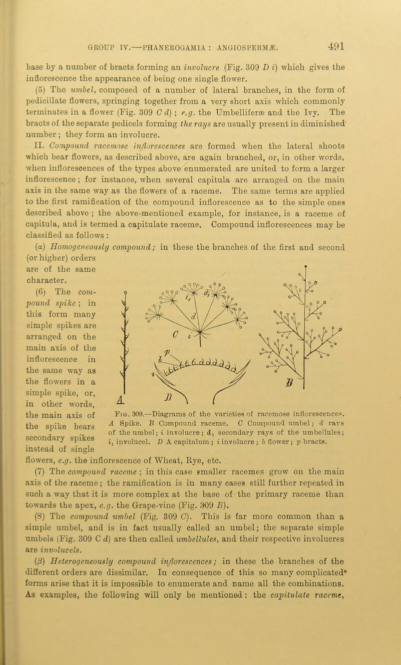 base by a number of bracts forming an involucre (Fig. 309 D i) which gives the inflorescence the appearance of being one single flower. (5) The umbel, composed of a number of lateral branches, in the form of pediciilate flowers, springing together from a very short axis which commonly terminates in a flower (Fig. 309 C d) ; e.g. the Umbelliferfe and the Ivy. The bracts of the separate pedicels forming the rays are usually present in diminished1 number ; thej' form an involucre. II. Compound racemose inflorescences are formed when the lateral shoots which bear flowers, as described above, are again branched, or, in other words, when inflorescences of the types above enumerated are united to form a larger inflorescence; for instance, when several capitula are arranged on the main axis in the same way as the flowers of a raceme. The same terms are applied to the first ramification of the compound inflorescence as to the simple ones described above ; the above-mentioned example, for instance, is a raceme of capitula, and is termed a capitulate raceme. Compound inflorescences may be classified as follows: (a) Homogeneously compound; in these the branches of the first and second (or higher) orders are of the same character. (6) The com- pound spike ; in this form many simple spikes are arranged on the main axis of the inflorescence in the same way as the flowers in a simple spike, or, in other words, the main axis of the spike bears secondary spikes instead of single flowers, e.g. the inflorescence of Wheat, Rye, etc. (7) The compound raceme ; in this case smaller racemes grow on the main axis of the raceme; the ramification is in many cases still further repeated in such a way that it is more complex at the base of the primary raceme than towards the apex, e.g. the Grape-vine (Fig. 309 B). (8) The compound umbel (Fig. 309 C). This is far more common than a simple umbel, and is in fact usually called an umbel; the separate simple umbels (Fig. 309 C d) are then called umbellules, and their respective involucres are invnlucels. (ft) Heterogeneously compound inflorescences; in these the branches of the different orders are dissimilar. In consequence of this so many complicated* forms arise that it is impossible to enumerate and name all the combinations. As examples, the following will only be mentioned: the capitulate raceme, Fig. 309.—Diagrams of the varieties of racemose inflorescences. A Spike. B Compound raceme. C Compound umbel; d rays of the umbel; i involucre; d1 secondary rays of the umbellules; i1 involucel. D A capitulum ; i involucre ; b flower; p bracts.