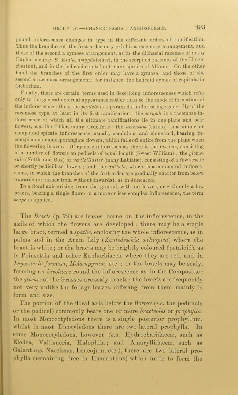 pound inflorescence changes in type in the different orders of ramification. Thus the branches of the first order may exhibit a racemose arrangement, and those of the second a cymose arrangement, as in the dichasial racemes of many Euphorbias (e.g. E. Esula, annygdaloides), in the scorpioid racemes of the Horse- cbestnut, and in the helicoid capitula of many species of Allium. On the other hand the branches of the first order may have a cymose, and those of the second a racemose arrangement; for instance, the helicoid cymes of capitula in Cichorium. Finally, there are certain terms used in describing inflorescences which refer only to the general external appearance rather than to the mode of formation of the inflorescence : thus, the panicle is a pyramidal inflorescence generally of the racemose type, at least in its first ramification : the corymb is a racemose in- florescence of which all the ultimate ramifications lie in one plane and bear flowers, e.g. the Elder, many Crucifer* : the amentum (catkin) is a simple or compound spicate inflorescence, usually pendulous and elongated, bearing in- conspicuous monosporangiate flowers, which falls off entire from the plant when the flowering is over. Of cymose inflorescences there is the fascicle, consisting of a number of flowers on pedicels of equal length (Sweet William) ; the glome- rule (Nettle and Box) or verticillaster (many Labiat*), consisting of a few sessile or shortly pedicillate flowers; and the anthela, which is a compound inflores- cence, in which the branches of the first order are gradually shorter from below upwards (or rather from without inwards), as in Juncacese. To a floral axis arising from the ground, with no leaves, or with only a few bracts, bearing a single flower or a more or less complex inflorescence, the term scape is applied. The Bracts (p. -79) are leaves borne on the inflorescence, in the axils of which the flowers are developed : there may be a single large bract, termed a spathe, enclosing the whole inflorescence, as in palms and in the Arum Lily (Zantedeschia cethiopica) where the bract is white ; or the bracts may be brightly coloured (jDetaloid), as in Poinsettia and other Euphorbiaceje where they are red, and in Leycesteria formosa, Melampyrnm, etc. ; or the bracts may be scaly, forming an involucre round the inflorescence as in the Compositie : the glumes of the Grasses are scaly bracts ; the bracts are frequently not very unlike the foliage-leaves, differing from them mainly in form and size. The portion of the floral axis below the flower (i.e. the peduncle or the pedicel) commonly bears one or moi’e bracteoles or prophylla. In most Monocotyledons there is a single posterior prophyllum, whilst in most Dicotyledons there are two lateral prophylla. In some Monocotyledons, however (e.g. Hydrocharidaceas, such as Elodea, Yallisneria, Halophila; and Amai'yllidace.ce, such as Galanthus, Narcissus, Leucojum, etc.), there are two lateral pro- phylla (remaining free in Hsemanthus) which unite to form the