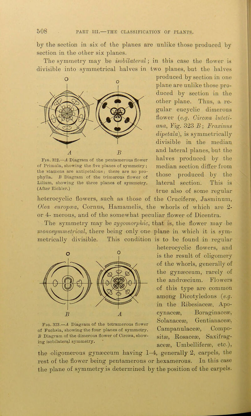 by the section in six of the planes are unlike those produced by section in the other six planes. The symmetry may be isobilateral; in this case the flower is divisible into symmetrical halves in two planes, but the halves produced by section in one plane are unlike those pro- duced by section in the other plane. Thus, a re- gular eucyclic dimerous flower (e.g. Girccea luteti- ana, Fig. 323 B; Fraxinus dipetala), is symmetrically divisible in the median and lateral planes, but the halves produced by the median section differ from those produced by the lateral section. This is true also of some regular heterocyclic flowers, such as those of the Crucifer®, Jasminum, Olea europcea, Cornus, Hamamelis, the whorls of which are 2- or 4- merous, and of the somewhat peculiar flower of Dicentra. The symmetry may be zygomorphic, that is, the flower may be mouosymmetrical, there being only one plane in which it is sym- metricallv divisible. This condition is to be found in regular v O A B Fig. 322.—A Diagram of the pentamerous flower of Primula, showing the five planes of symmetry ; the stamens are antipetalous; there are no pro- phylla. B Diagram of the trimerous flower of Lilium, showing the three planes of symmetry. (After Eichler.) B Fig. 323.—A Diagram of the tetramerous flower of Fuchsia, showing the four planes of symmetry. B Diagram of the dimerous flower of Circtea, show- ing isobilateral symmetry. heterocyclic flowers, and is the result of oligomery of the whorls, generally of the gynasceum, rai’ely of the androecium. Flowers of this type are common among Dicotyledons (e.g. in the Ribesiace®, Apo- cynace®, Boraginace®, ►Solanace®, Gentianace®, Campanulace®, Conipo- sit®, Rosace®, Saxifrag- ace®, Umbellifer®, etc..), the oligomerous gyn®ceum having 1-4, generally 2, carpels, the rest of the flower being pentamerous or hexamerous. Iu this case the plane of symmetry is determined by the position of the carpels.