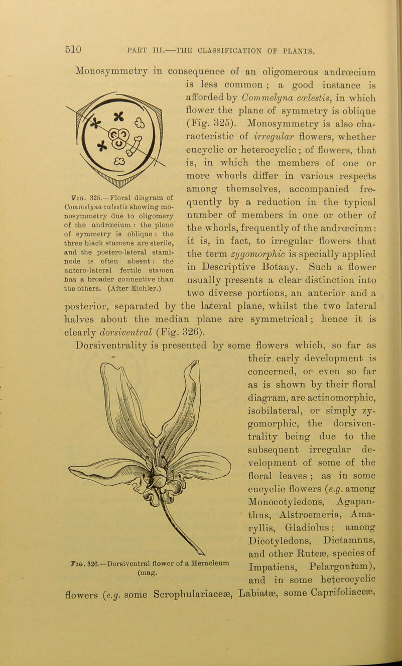 Fig. 325.—Floral diagram of Commelyna cceJestis showing mo- nosymmetry clue to oligomery of the andrcecium : the plane of symmetry is oblique : the three black stamens are sterile, and the postero-lateral stami- node is often absent: the antero-lateral fertile stamen has a broader connective than the others. (After Eichler.) Monosymmetry in consequence of an oligomerous andrcecium is less common ; a good instance is afforded by Commelyna coeleslis, in which flower the plane of symmetry is oblique (Fig. 325). Monosymmetry is also cha- racteristic of irregular flowers, whether eucyclic or heterocyclic; of flowers, that is, in which the members of one or more whorls differ in various respects among themselves, accompanied fre- quently by a reduction in the typical number of members in one or other of the whorls, frequently of the andrcecium: it is, in fact, to irregular flowers that the term zygomorphic is specially applied in Descriptive Botany. Such a flower usually presents a clear distinction into two diverse portions, an anterior and a posterior, separated by the lateral plane, whilst the two lateral halves about the median plane are symmetrical; hence it is clearly dorsiventral (Fig. 326). Dorsiventrality is presented by some flowers which, so far as their early development is concerned, or even so far as is shown by their floral diagram, are actinomorpliic, isobilateral, or simply zy- gomorphic, the dorsiven- trality being due to the subsequent irregular de- velopment of some of the floral leaves ; as in some eucyclic flowers (e.g. among Monocotyledons, Agapan- thus, Alstroemeria, Ama- ryllis, Gladiolus; among Dicotyledons, Dictamnus, and other Rutefe, species of Impatiens, Pelargonium), and in some heterocyclic flowers {e.g. some Scrophulariacece, Labiataa, some Caprifoliacere, Fig. 326.—Dorsiventral flower of a Herncleum (mag.