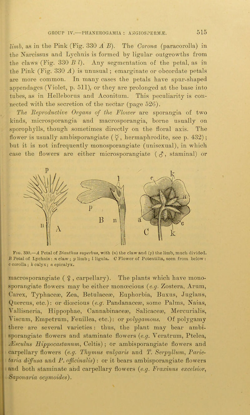 limb, as in the Pink (Fig. 330 A B). The Corona (paracorolla) in the Narcissus and Lychnis is formed by ligular outgrowths from the claws (Fig. 330 B V). Any segmentation of the petal, as in the Pink (Fig. 330 A) is unusual; emarginate or obcordate petals are more common. In many cases the petals have spur-shaped appendages (Violet, p. 511), or they are prolonged at the base into tubes, as in Helleborus and Aconitum. This peculiarity is con- nected with the secretion of the nectar (page 526). The Reproductive Organs of the Floiver are sporangia of two kinds, microsporangia and macrosporangia, borne usually on sporophylls, though sometimes directly on the floral axis. The flower is usually ambisporangiate ( £, hermaphrodite, see p. 432); but it is not infrequently monosporangiate (unisexual), in which case the flowers are either microsporangiate (£, staminal) or Fig. 330.—A Petal of Dianthus superbus, with (n) the claw and (p) the limb, much divided. B Petal of Lychnis : n claw ; p limb ; l ligula. C Flower of Potentilla, seen from below : c corolla ; k calyx; a epicalyx. macrosporangiate ( ? , carpellary). The plants which have mono- sporangiate flowers may be either monoecious (e.g. Zostera, Arum, Carex, Typhacese, Zea, Betulacese, Euphorbia, Buxus, Juglaus, Quercus, etc.): or dioecious (e.g. Pandanacete, some Palms, Naias, Vallisneria, Hippophae, Cannabinaceae, Salicaceae, Mercurialis, Viscum, Empetrum, Feuillea, etc.): or polygamous. Of polygamy there are several varieties : thus, the plant may bear ambi- sporangiate flowers and staminate flowers (e.g. Veratrum, Ptelea, PEsculus Ilippocastanum, Celtis); or ambisporangiate flowers and carpellary flowers (e.g. Thymus vulgaris and T. Serpyllum, Parie- taria diffusa and P. officinalis) : or it bears ambisporangiate flowers and both staminate and cai’pellary flowers (e.g. Fraxinus excelsior, Saponaria ocymoides).