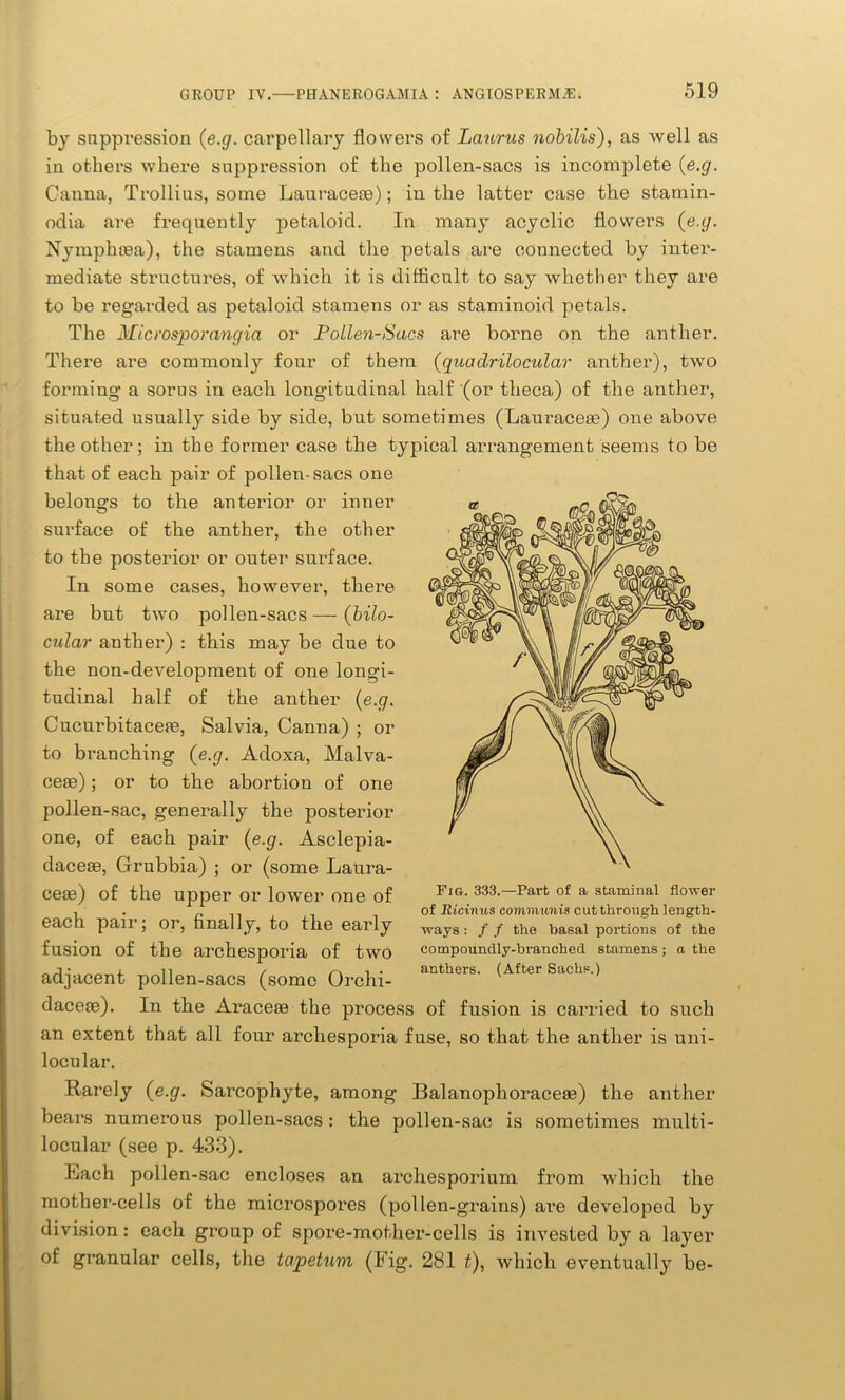 by suppression (e.g. carpellary flowers of Lanrus nobilis), as well as in others where suppression of the pollen-sacs is incomplete (e.g. Ganna, Trollius, some Lauracem); in the latter case the stamin- odia are frequently petaloid. In many acyclic flowers (e.g. Nymphtea), the stamens and the petals are connected by inter- mediate structures, of which it is difficult to say whether they are to be regarded as petaloid stamens or as staminoid petals. The Microsporangia or Poilen-Sacs are borne on the anther. There are commonly four of them (quadrilocular anther), two forming a sorus in each longitudinal half (or theca) of the anther, situated usually side by side, but sometimes (Lauraceas) one above the other; in the former case the typical arrangement seems to be that of each pair of pollen-sacs one belongs to the anterior or inner '- surface of the anther, the other to the posterior or outer surface. In some cases, however, there are but two pollen-sacs — (bilo- cular anther) : this may be due to the non-development of one longi- tudinal half of the anther (e.g. Cucurbitaceae, Salvia, Ganna) ; or to branching (e.g. Adoxa, Malva- ceae) ; or to the abortion of one pollen-sac, generally the posterior one, of each pair (e.g. Asclepia- daceae, Grubbia) ; or (some Laura- ceae) of the upper or lower one of each pair; or, finally, to the early fusion of the archesporia of two adjacent pollen-sacs (some Orchi- daceae). In the Araceae the process of fusion is carried to such an extent that all four arcliesporia fuse, so that the anther is uni- locular. Rarely (e.g. Sareophyte, among Balanophoraceae) the anther bears numerous pollen-sacs: the pollen-sac is sometimes multi- locular (see p. 433). Each pollen-sac encloses an archesporium from which the mother-cells of the microspores (pollen-grains) are developed by division: each group of spore-mother-cells is invested by a layer of granular cells, the ta.petum (Fig. 281 £), which eventually be- Fig. 333.—Part of a staminal flower of Ricimis communis cut through length- ways : / / the basal portions of the compounclly-branched stamens ; a the anthers. (After Sachs.)