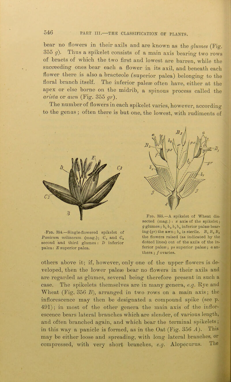 bear no flowers in their axils and are known as the glumes (Fig. 355 g'). Thus a spikelet consists of a main axis bearing two rows of bracts of which the two first and lowest are barren, while the succeeding ones bear each a flower in its axil, and beneath each flower there is also a bracteole (superior palea) belonging to the floral branch itself. The inferior paleae often have, either at the apex or else borne on the midrib, a spinous process called the arista or aivn (Fig. 355 gr). The number of flowers in each spikelet varies, however, according to the genus ; often there is but one, the lowest, with rudiments of •Fig. 354.—Single-flowered spikelet of Panicum miliaceum (mag.); C., and C„ second and third glumes : D inferior palea: E superior palea. Fig. 365.—A spikelet of Wheat dis- sected (mag.) : x axis of the spikelet; g glumes; b1b3b3bi inferior pales bear- ing (gr) the awn; 6t is sterile. B3 B„ Bs the flowers raised (as indicated by the dotted lines) out of the axils of the in- ferior paleaa; ps superior pales; a an- thers ; / ovaries. others above it; if, however, only one of the upper flowers is de- veloped, then the lower paleas bear no flowers in their axils and are regarded as glumes, several being therefore present in such a case. The spikelets themselves are in many genera, e.g. Rye and Wheat (Fig. 356 B), arranged in two rows on a main axis; the inflorescence may then be designated a compound spike (see p. 491); in most of the other genera the main axis of the inflor- escence bears lateral branches which are slender, of various length, and often branched again, and which bear the terminal spikelets; in this way a panicle is formed, as in the Oat (Fig. 356 A). This may be either loose and spreading, with long lateral branches, or compressed, with very short branches, e.g. Alopecurus. The