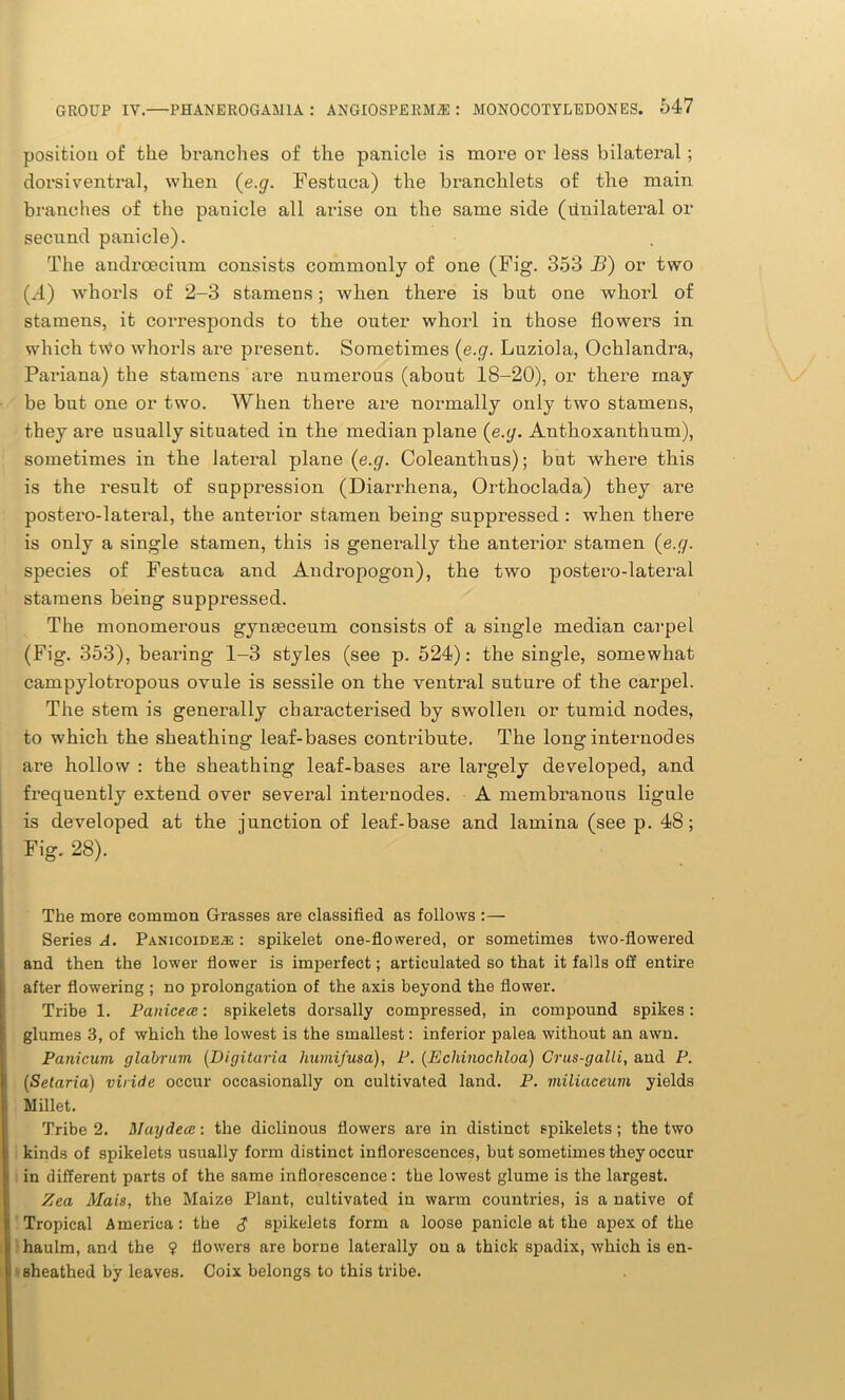 position of the branches of the panicle is more or less bilateral; dorsiventral, when (e.g. Festuca) the branchlets of the main branches of the panicle all arise on the same side (dnilateral or secund panicle). The andrcecium consists commonly of one (Fig. 353 B) or two (d) whorls of 2-3 stamens; when there is bat one whorl of stamens, it corresponds to the outer whorl in those flowers in which two whorls are present. Sometimes (e.g. Luziola, Ochlandra, Pariana) the stamens ai’e numerous (about 18-20), or there may be but one or two. When there are normally only two stamens, they are usually situated in the median plane (e.g. Anthoxanthum), sometimes in the lateral plane (e.g. Coleantlius); but where this is the result of suppression (Diarrhena, Orthoclada) they are postero-lateral, the anterior stamen being suppressed : when there is only a single stamen, this is generally the anterior stamen (e.g. species of Festuca and Andropogon), the two postero-lateral stamens being suppressed. The monomerous gynteceum consists of a single median carpel (Fig. 353), bearing 1-3 styles (see p. 524): the single, somewhat campylotropous ovule is sessile on the ventral suture of the carpel. The stem is generally characterised by swollen or tumid nodes, to which the sheathing leaf-bases contribute. The long internodes are hollow : the sheathing leaf-bases are largely developed, and frequently extend over several internodes. A membranous ligule is developed at the junction of leaf-base and lamina (see p. 48; Fig. 28). The more common Grasses are classified as follows :— Series A. Panicoide.® : spikelefc one-flowered, or sometimes two-flowered and then the lower flower is imperfect; articulated so that it falls off entire after flowering ; no prolongation of the axis beyond the flower. Tribe 1. Panicece: spikelets dorsally compressed, in compound spikes: glumes B, of which the lowest is the smallest: inferior palea without an awn. Panicum glabrum (Digitaria humifusa), P. (Ecliinochloa) Crus-galii, and P. (Setaria) viiide occur occasionally on cultivated land. P. miliaceum yields Millet. Tribe 2. Maydece: the diclinous flowers are in distinct spikelets; the two kinds of spikelets usually form distinct inflorescences, but sometimes they occur in different parts of the same inflorescence: the lowest glume is the largest. Zea Mais, the Maize Plant, cultivated in warm countries, is a native of Tropical America: the spikelets form a loose panicle at the apex of the haulm, and the ? flowers are borne laterally on a thick spadix, which is en- sheathed by leaves. Coix belongs to this tribe.