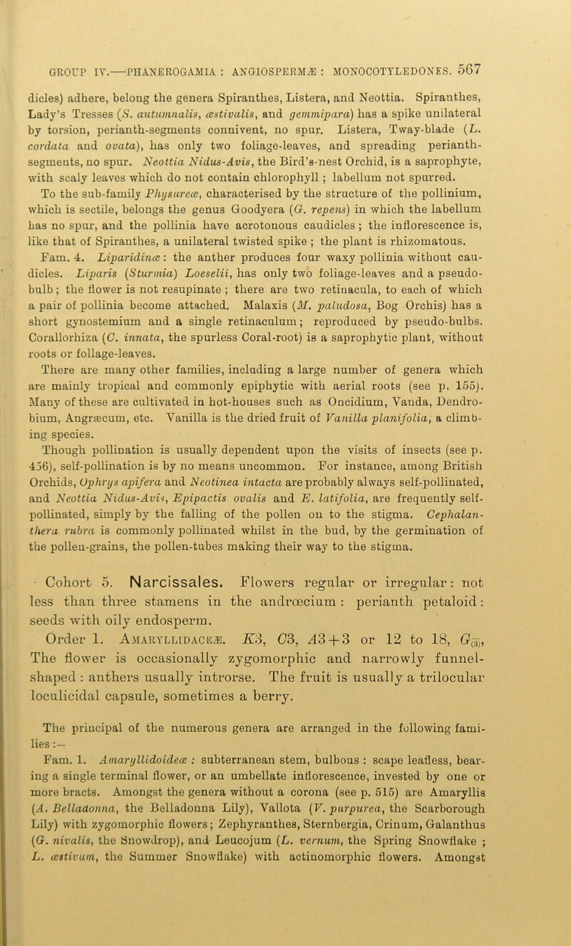 dicles) adhere, belong the genera Spirantkes, Listera, and Neottia. Spiranthes, Lady’s Tresses (S. autumnalis, ccstivalis, and gemmipara) has a spike unilateral by torsion, perianth-segments connivent, no spur. Listera, Tway-blade (L. cordata and ovata), has only two foliage-leaves, and spreading perianth- segments, no spur. Neottia Nidus-Avis, the Bird’s-nest Orchid, is a saprophyte, with scaly leaves which do not contain chlorophyll ; labellum not spurred. To the sub-family Physurece, characterised by the structure of the pollinium, which is sectile, belongs the genus Goodyera (G. repens) in which the labellum has no spur, and the pollinia have acrotonous caudicles ; the inflorescence is, like that of Spiranthes, a unilateral twisted spike ; the plant is rhizomatous. Fam. 4. Liparidince: the anther produces four waxy pollinia without cau- dicles. Liparis (Sturmia) Loeselii, has only two foliage-leaves and a pseudo- bulb ; the flower is not resupinate ; there are two retinacula, to each of which a pair of pollinia become attached. Malaxis (M. paludosa, Bog Orchis) has a short gynostemium and a single retinaculum; reproduced by pseudo-bulbs. Corallorhiza (G. innata, the spurless Coral-root) is a saprophytic plant, without roots or foliage-leaves. There are many other families, including a large number of genera which are mainly tropical and commonly epiphytic with aerial roots (see p. 155). Many of these are cultivated in hot-houses such as Oncidium, Vanda, Dendro- bium, Angrascum, etc. Vanilla is the dried fruit of Vanilla planifolia, a climb- ing species. Though pollination is usually dependent upon the visits of insects (see p. 456), self-pollination is by no means uncommon. For instance, among British Orchids, Uphrys api/era and Neotinea Intacta are probably always self-pollinated, and Neottia Nidus-Avis, Epipactis ovalis and E. latifolia, are frequently self- pollinated, simply by the falling of the pollen on to the stigma. Cephalan- thera rubra is commonly pollinated whilst in the bud, by the germination of the pollen-grains, the pollen-tubes making their way to the stigma. Cohort 5. Narcissales. Flowers regular or iiu-egular: not less than three stamens in the anclrcecium : perianth petaloid: seeds with oily endosperm. Order 1. Amaryllidace,®. K3, C3, A3 + 3 or 12 to 18, G#j, The flower is occasionally zygomorphic and narrowly funnel- shaped : anthers usually introrse. The fruit is usually a trilocular loculicidal capsule, sometimes a berry. The principal of the numerous genera are arranged in the following fami- lies Fam. 1. Aniarijllidoidece : subterranean stem, bulbous : scape leafless, bear- ing a single terminal flower, or an umbellate inflorescence, invested by one or more bracts. Amongst the genera without a corona (see p. 515) are Amaryllis (A. Bellaaonna, the Belladonna Lily), Vallota (F. purpurea, the Scarborough Lily) with zygomorphic flowers; Zephyranthes, Sternbergia, Crinum, Galanthus (G. nivalis, the Snowdrop), and Leucojum (L. vernum, the Spring Snowflake ; L. (jestivum, the Summer Snowflake) with actiuomorpkic flowers. Amongst