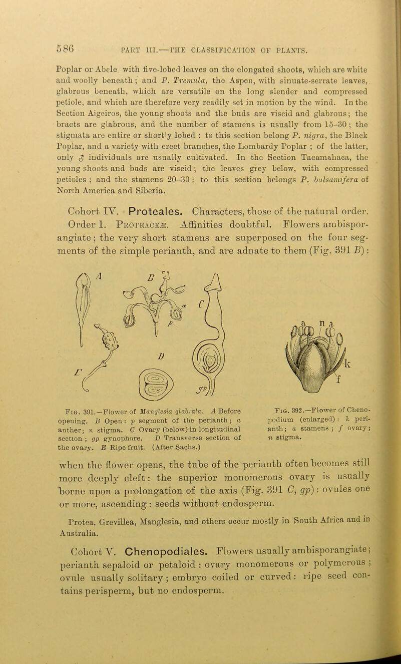 Poplar or Abele, with five-lobed leaves on the elongated shoots, which are white and woolly beneath ; and P. Tremula, the Aspen, with sinuate-serrate leaves, glabrous beneath, which are versatile on the long slender and compressed petiole, and which are therefore very readily set in motion by the wind. In the Section Aigeiros, the young shoots and the buds are viscid and glabrous; the bracts are glabrous, and the number of stamens is usually from 15-BO ; the stigmata are entire or shortly lobed : to this section belong P. nigra, the Black Poplar, and a variety with erect branches, the Lombardy Poplar ; of the latter, only individuals are usually cultivated. In the Section Tacamahaca, the young shoots and buds are viscid; the leaves grey below, with compressed petioles ; and the stamens 20-30 : to this section belongs P. bulsamifera of North America and Siberia. Cohort. IV. Proteales. Characters, those of the natural order. Order 1. Proteace^l Affinities doubtful. Flowers ambispor- angiate; the very short stamens are superposed on the four seg- ments of the simple perianth, and are adnate to them (Fig. 391 B) : Fig. 391.—Flower of Manglcsia glab. ata. A Before opening, li Open : p segment of the perianth; a anther; n stigma. C Ovary (below) in longitudinal section ; gp gynophore. D Transverse section of the ovary. E Ripe fruit. (After Sachs.) Fig. 392.—Flower of Cheno- podium (enlarged) : L peri- anth ; a stamens ; / ovary; n stigma. when the flower opens, the tube of the perianth often becomes still more deeply cleft: the superior monomerous ovary is usually borne upon a prolongation of the axis (Fig. 391 G, gp): ovules one or more, ascending: seeds without endosperm. Protea, Grevillea, Manglesia, and others occur mostly in South Africa and in Australia. Cohort V. Chenopodiales. Flowers usually ambisporangiate; perianth sepaloid or petaloid : ovary monomerous or polymerous ; ovule usually solitary ; embryo coiled or curved: ripe seed con- tains perisperm, but no endosperm.