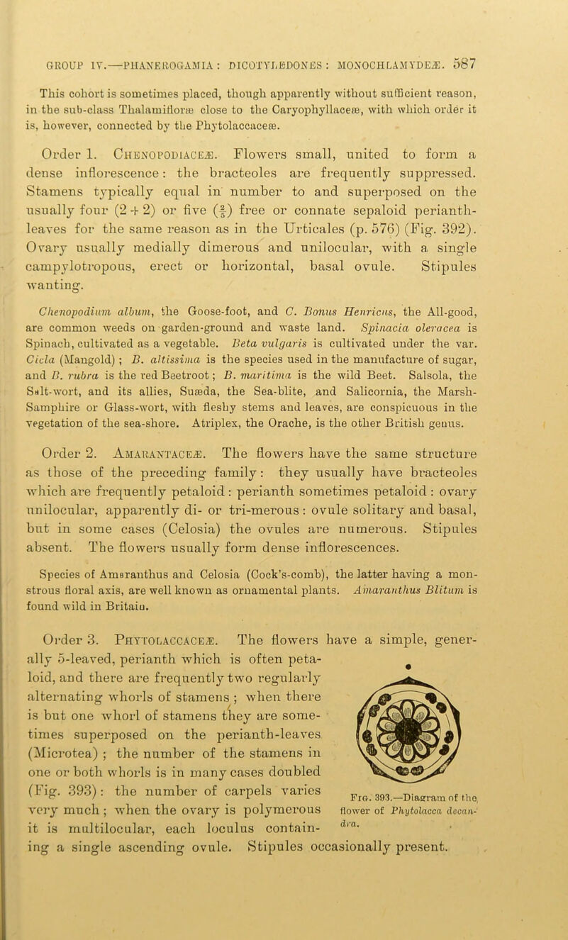 This cohort is sometimes placed, though apparently without sufficient reason, in the sub-class Thalamidorte close to the Caryophyllacete, with which order it is, however, connected by the Phytolaccaceie. Order 1. Chenopodiace^:. Flowers small, united to form a dense inflorescence: the bracteoles are frequently suppressed. Stamens typically equal in number to and superposed on the usually four (2 4 2) or five (-§■) free or connate sepaloid perianth- leaves for the same reason as in the Urticales (p. 576) (Fig. 392). Ovary usually medially dimerous and unilocular, with a, single campylotropous, erect or horizontal, basal ovule. Stipules wanting. Chenopodium album, the Goose-foot, and C. Bonus Henricus, the All-good, are common weeds on garden-ground and waste land. Spinacia olcracea is Spinach, cultivated as a vegetable. Beta vulgaris is cultivated under the var. Cicla (Mangold) ; B. altissima is the species used in the manufacture of sugar, and B. rubra is the red Beetroot; B. maritima is the wild Beet. Salsola, the Suit-wort, and its allies, Suseda, the Sea-blite, and Salicornia, the Marsh- Samphire or Glass-wort, with fleshy stems and leaves, are conspicuous in the vegetation of the sea-shore. Atriplex, the Orache, is the other British genus. Order 2. AmarantacEjE. The flowers have the same structure as those of the preceding family: they usually have bracteoles which are frequently petaloid: perianth sometimes petaloid : ovary unilocular, apparently di- or tri-merous : ovule solitary and basal, but in some cases (Celosia) the ovules are numerous. Stipules absent. The flowers usually form dense inflorescences. Species of Amsranthus and Celosia (Cock’s-comb), the latter having a mon- strous floral axis, are well known as ornamental plants. Amaranthus Blitum is found wild in Britain. Order 3. Phytolaccace^. The flowers have a simple, gener- ally 5-leaved, perianth which is often peta- loid, and there are frequently two regularly alternating whorls of stamens ; when there . / is but one whorl of stamens they are some- times superposed on the perianth-leaves (Microtea) ; the number of the stamens in one or both whorls is in many cases doubled (Fig. 393): the number of carpels varies very much ; when the ovary is polymerous it is multilocular, each loculus contain- Fig. 393.—Diagram of tho, flower of Phytolacca dacan- dra. ing a single ascending ovule. Stipules occasionally present.