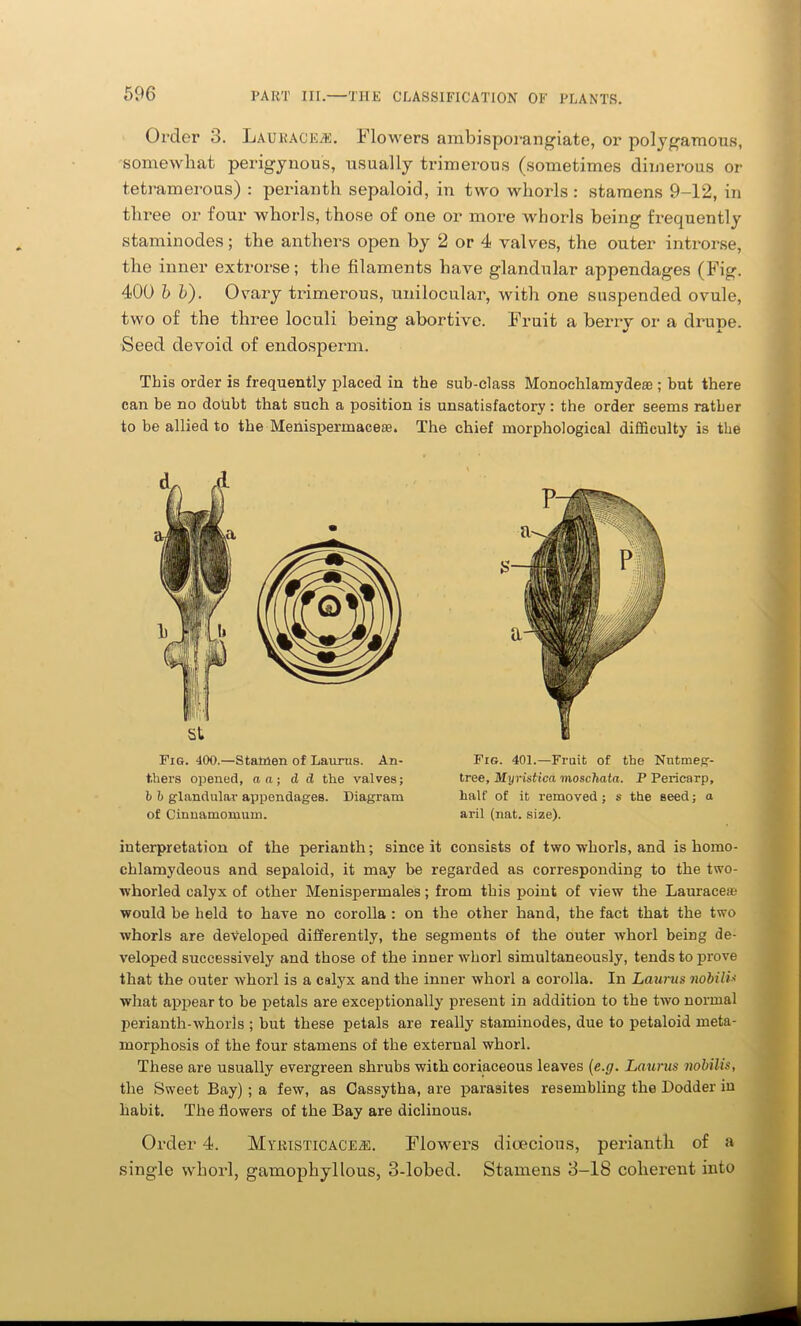 Order 3. Laueag'e;e. F lowers ambisporangiate, or polygamous, somewhat per igy nous, usually trimerous (sometimes dimerous or tetramerous) : perianth sepaloid, in two whorls: stamens 9-12, in three or four whorls, those of one or more whorls being frequently staminodes; the anthers open by 2 or 4 valves, the outer introrse, the inner extrorse; the filaments have glandular appendages (Fig. 400 b b). Ovary trimerous, unilocular, with one suspended ovule, two of the three loculi being abortive. Fruit a berry or a drupe. Seed devoid of endosperm. This order is frequently placed in the sub-class Monochlamydese ; but there can be no doubt that such a position is unsatisfactory : the order seems rather to be allied to the Menispermaceas. The chief morphological difficulty is the interpretation of the perianth; since it consists of two whorls, and is homo- chlamydeous and sepaloid, it may be regarded as corresponding to the two- whorled calyx of other Menispermales; from this point of view the Lauracefe would be held to have no corolla : on the other hand, the fact that the two whorls are developed differently, the segments of the outer whorl being de- veloped successively and those of the inner whorl simultaneously, tends to prove that the outer whorl is a calyx and the inner whorl a corolla. In Laurus nobilU what appear to be petals are exceptionally present in addition to the two normal perianth-whorls ; but these petals are really staminodes, due to petaloid meta- morphosis of the four stamens of the external whorl. These are usually evergreen shrubs with coriaceous leaves (e.g. Laurus nobilis, the Sweet Bay) ; a few, as Cassytha, are parasites resembling the Dodder in habit. The flowers of the Bay are diclinous. Order 4. Myeisticacejs. Flowers dioecious, perianth of a single whorl, gamophyllous, 3-lobed. Stamens 3-18 coherent into (L A Fig. 400.—Statnen of Laurus. An- thers opened, a a; d d the valves; b b glandular appendages. Diagram of Cinnamomum. Fig. 401.—Fruit of the Nutmeg- tree, Myristica moschata. P Pericarp, half of it removed; s the seed; a aril (nat. size).