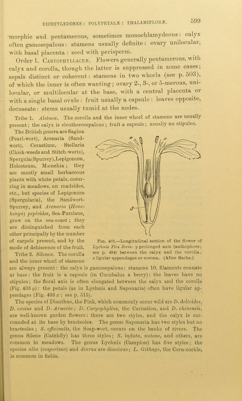 morphic and pentamerous, sometimes monoctilamydeous: calyx often gamosepalous: stamens usually definite: ovary uniloculax, with basal placenta : seed with perisperm. Order 1. Caryophyllacej:. Flowers generally pentamerous, with calyx and corolla, though the latter is suppressed in some cases, sepals distinct or coherent: stamens in two whorls (see p. 503), of which the inner is often wanting; ovary 2-, 3-, or 5-merous, uni- locular, or multilocular at the base, with a central placenta oi with a single basal ovule : fruit usually a capsule : leaves opposite, decussate: stems usually tumid at the nodes. Tribe 1. Aldnece. The corolla and the inner whorl of stamens are usually present; the calyx is eleutherosepalous ; fruit a capsule ; usually no stipules. The British genera are Sagina (Pearl-wort), Arenaria (Sand- wort), Cerastium, Stellaria (Chick-weeds and Stitch-worts), S pe rgula (Spurrey), Lepigonum, Holosteum, Muenchia ; they are mostly small herbaceous plants with white petals, occur- ring in meadows, on roadsides, etc., but species of Lepigonum (Spergularia), the Sandwort- Spurrey, and Arenaria (Honc- kenya) peploides, Sea-Purslane, grow on the sea-coast ; they are distinguished from each other principally by the number of carpels present, and by the mode of dehiscence of the fruit. Tribe 2. Silenece. The corolla and the inner whorl of stamens are always present: the calyx is gamosepalous; stamens 10, filaments connate at base: the fruit is a capsule (in Cucubalus a berry): the leaves have no stipules; the floral axis is often elongated between the calyx and the corolla (Pig. 403 xj): the petals (as in Lychnis and Saponaria) often have ligular ap- pendages (Fig. 403 x : see p. 515). The species of Dianthus, the Pink, which commonly occur wild are D. deltoides, D. cccsius and D. Armeria; D. Caryophyllus, the Carnation, and 1). chinensis, are well-known garden flowers : there are two styles, and the calyx is sur- rounded at its base by bracteoles. The genus Saponaria has two styles but no bracteoles ; S. officinalis, the Soap-wort, occurs on the banks of rivers. The genus Silene (Catchfly) has three styles; S. ixiflata, nutans, and others, are common in meadows. The genus Lychnis (Campion) has five styles; the species alba (vespertina) and diiirna are dioecious; L. Gltliago, the Corn-cockle, is common in fields. Fig. 403.—Longitudinal section of the flower of Lychnis Flos Jovis: y prolonged axis (anthophore; see p. 494) between the calyx and the corolla; x ligular appendages or corona. (After Sachs.)