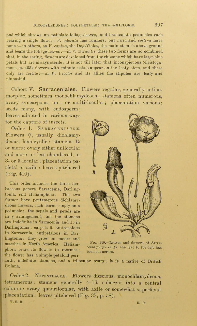 nncl which throws up petiolate foliage-leaves, and bracteolate peduncles each bearing a single flower : V. odorata has runners, hut liirta and colliva have none:—in others, as V. canina, the Dog-Violet, the main stem is above ground and bears the folinge-leaves :—in V. mirabilis these two forms are so combined that, in the spring, flowers are developed from the rhizome which have large blue petals but are always sterile ; it is not till later that inconspicuous (cleistoga- mous, p. 453) flowers with minute petals appear on the leafy stem, and these only are fertile:—in V. tricolor and its allies the stipules are leafy and pinnatifid. Cohort Y. Sarraceniales. Flowers regular, generally actino- morphic, sometimes monochlamydeous : stamens often numerous, ovary syncarpous, uni- or multi-locular; placentation various; seeds many, with endosperm; leaves adapted in various ways for the capture of insects. Order 1. Sarraceniacea:. Flowers £, usually dichlamy- deous, hemicyclic : stamens 15 or more : ovary either unilocular and more or less chambered, or 3- or 5-locular ; placentation pa- rietal or axile : leaves pitchered (Fig. 410). This order includes the three her- baceous genera Sarracenia, Darling- tonia, and Heliamphora. The two former have pentamerous dichlamy- deous flowers, each borne singly on a peduncle ; the sepals and petals are in 3 arrangement, and the stamens are indefinite in Sarracenia and 15 in Darlingtonia; carpels 5, antisepalous in Sarracenia, antipetalous in Dar- lingtonia : they grow on moors and marshes in North America. Heliam- phora bears its flowers in racemes; the flower has a simple petaloid peri- anth, indefinite stamens, and a trilocular ovary; it is a native of British Guiana. Fig. 410.—Leaves and flowers of Sarra- cenia purpurea (£): the leaf to the left has been cut across. Order 2. Nepenthace^e. Flowers dioecious, monochlamydeous, tetramerous : stamens generally 4-16, coherent into a central column : ovary quadrilocular, with axile or somewhat superficial placentation : leaves pitchered (Fig. 37, p. 58). v. s. B. R R