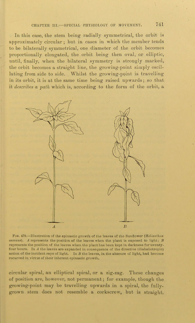 In this case, the stem being radially symmetrical, the orbit is approximately circular ; but in cases in which the member tends to be bilaterally symmetrical, one diameter of the orbit becomes proportionally elongated, the orbit being then oval, or elliptic, until, finally, when the bilateral symmetry is strongly marked, the orbit becomes a straight line, the growing-point simply oscil- lating from side to side. Whilst the growing-point is travelling in its orbit, it is at the same time being raised upwards; so that it describes a path which is, according to the form of the orbit, a Fro. 479.—Illustration of the epinastic growth of the leaves of tho Sunflower (Helianthus annuus). A represents the position of the leaves when the plant is exposed to light; B represents the position of tho leaves when the plant has been kept in darkness for twenty- four hours. In A the leaves are expanded in consequence of the directive (diaheliotropic) action of the incident rays of light. In B the leaves, in the absence of light, had become recurved in virtue of their inherent epinastic growth. circular spiral, an elliptical spiral, or a zig-zag. These changes of position are, however, not permanent; for example, though the growing-point may be travelling upwards in a spiral, the fully- grown stem does not resemble a corkscrew, but is straight. A n