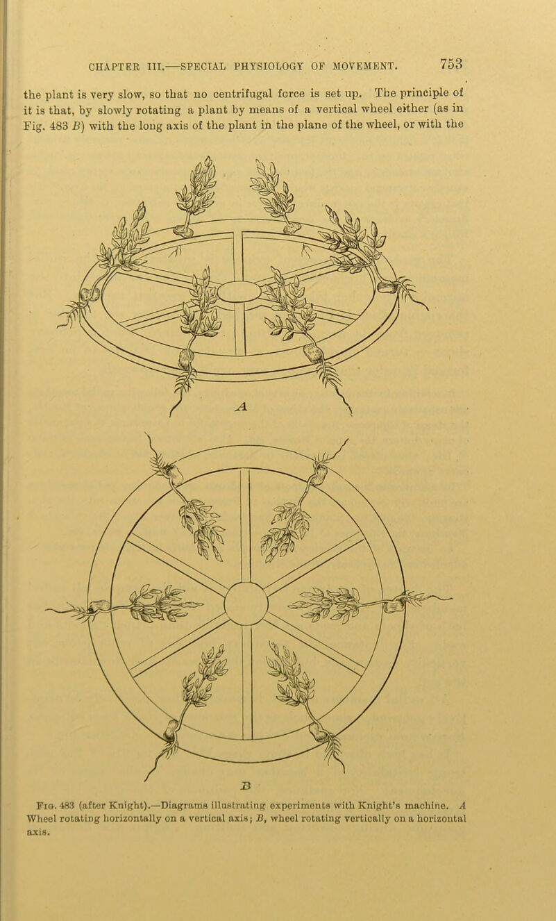 Fig. 483 (after Knight).—Diagrams illustrating experiments with Knight’s machine. A Wheel rotating horizontally on a vertical axis; B, wheel rotating vertically on a horizontal axis. CHAPTER III. SPECIAL PHYSIOLOGY OF MOVEMENT. 753 ■ the plant is very slow, so that no centrifugal force is set up. The principle of it is that, by slowly rotating a plant by means of a vertical wheel either (as in Fig. 483 B) with the long axis of the plant in the plane of the wheel, or with the