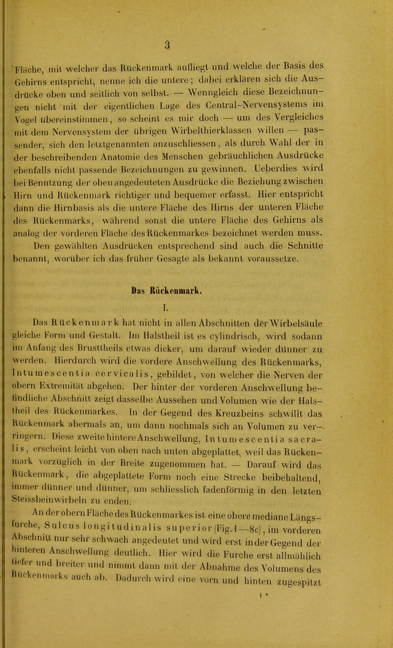 Fläche, mit welcher das Rückenmark aufliegt und welche der Basis des Gehirns entspricht, nenne ich die untere; dabei erklären sich die Aus- drücke oben und seitlich von selbst. — Wenngleich diese Bezeichnun- gen nicht mit der eigentlichen Lage des Central—Nervensystems im Vogel übereinstinimen, so scheint es mir doch — um des Vergleiches mit dem Nervensystem der übrigen Wirbelthierklassen willen pas- sender, sich den letztgenannten anzuschliessen, als durch Wahl der in der beschreibenden Anatomie des Menschen gebräuchlichen Ausdrücke ebenfalls nicht passende Bezeichnungen zu gewinnen. Ueberdies wird bei Benutzung der obenangedeuteten Ausdrücke die Beziehung zwischen Hirn und Rückenmark richtiger und bequemer erfasst. Hier entspricht dann die Hirnbasis als die untere Fläche des Hirns der unteren Fläche des Rückenmarks, während sonst die untere Fläche des Gehirns als analog der vorderen Fläche des Rückenmarkes bezeichnet werden muss. Den gewählten Ausdrücken entsprechend sind auch die Schnitte benannt, worüber ich das früher Gesagte als bekannt voraussetze. Das Rückenmark. I. Das Rückenmark hat nicht in allen Abschnitten der Wirbelsäule gleiche Form und Gestalt. Im Halslheil ist es cylindrisch, wird sodann im Anfang des Brusttheils etwas dicker, um darauf wieder dünner zu werden. Hierdurch wird die vordere Anschwellung des Rückenmarks, Intumescenlia cervicalis, gebildet, von welcher die Nerven der obern Extremität abgehen. Der hinter der vorderen Anschwellung be- findliche Abschnitt zeigt dasselbe Aussehen und Volumen w7ie der Hals— theil des Rückenmarkes. In der Gegend des Kreuzbeins schwillt das Rückenmark abermals an, um dann nochmals sich an Volumen zu ver- engern. Diese zweite hintere Anschwellung, Intumescenlia sacra- lis, erscheint leicht von oben nach unten abgeplattet, weil das Rücken- mark vorzüglich in der Breite zugenommen hat. — Darauf wird das Rückenmark, die abgeplattete Form noch eine Strecke beibehaltend, immer dünner und dünner, um schliesslich fadenförmig in den letzten Steissbeinwirbeln zu enden. An der obern Fläche des Rückenmarkes ist eine obere mediane Längs- furche, Sulcus longjludinalis superior (Fig. 1—8c), im vorderen Abschnitt nur sehr schwach angedeulet und wird erst in der Gegend der unteren Anschwellung deutlich. Hier wird die Furche erst allmählich tie er und breiter und nimmt dann mit der Abnahme des Volumens des 11 Pn,narks auch ab- Dadurch wird eine vorn und hinten zugespitzt i *