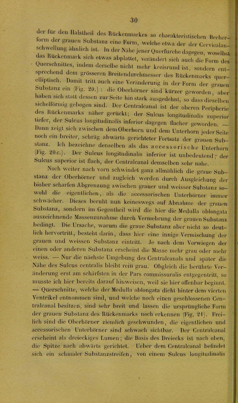 !.U . den Halslhei1 des Rückenmarkes so charakteristischen Becher- lorm der grauen Substanz eine Form, welche etwa der der Cervicalan- schvvellung ähnlich ist. In der Nähe jener Querfurche dagegen, woselbst das Rückenmark sich etwas abplatlet, verändert sich auch die Form des Querschnittes, indem derselbe nicht mehr kreisrund ist, sondern ent- sprechend dem grösseren Breitendurchmesser des Rückenmarks quer- e iptisci. Damit tritt auch eine Veränderung in der Form der grauen Substanz ein (Fig. 20.) : die Oberhörner sind kürzer geworden', aber haben sich statt dessen zur Seite hin stark ausgedehnt, so dass dieselben sichelförmig gebogen sind. Der Centralcanal ist der oberen Peripherie des Rückenmarks näher gerückt; der Sulcus longitudinalis superior Ueler, der Sulcus longitudinalis inferior dagegen flacher geworden _ Dann zeigt sich zwischen dem Oberhorn und dem Unterhorn jeder Seite noch ein breiter, schräg abwärts gerichteter Fortsatz der grauen Sub- stanz. Ich bezeichne denselben als das accessorische Unterhorn (lug. 20c\). Der Sulcus longitudinalis inferior ist unbedeutend; der Sulcus superior ist flach, der Cenlralcanal demselben sehr nahe. Noch weiter nach vorn schwindet ganz allmählich die graue Sub- stanz der Oberhörner und zugleich werden durch Ausgleichung der bisher scharfen Abgrenzung zwischen grauer und weisser Substanz so- wohl die eigentlichen, als die accessorischen Unterhörner immer schwächer. Dieses beruht nun keineswegs auf Abnahme der grauen Substanz, sondern im Gegentheil wird die hier die Medulla oblongata auszeichnende Massenzunahme durch Vermehrung der grauen Substanz bedingt. Die Ursache, warum die graue Substanz aber nicht so deut- lich hei voiliitt, besteht darin, dass hier eine innige Vermischung der giauen und weissen Substanz eintritt. Je nach dem Vorwiegen der einen oder anderen Substanz erscheint die Masse mehr grau oder mehr weiss. — Nur die nächste Umgebung des Centralcanals und später die Nähe des Sulcus centralis bleibt rein grau. Obgleich die berührte Ver- änderung erst am schärfsten in der Pars commissuralis entgegen tritt, so musste ich hier bereits darauf hinweisen, weil sie hier offenbar beginnt. — Querschnitte, welche der Medulla oblongata dicht hinter dem vierten Ventrikel entnommen sind, und welche noch einen geschlossenen Cen- tralcanal besitzen, sind sehr breit und lassen die ursprüngliche Form der grauen Substanz des Rückenmarks noch erkennen (Fig. 21). Frei- lich sind die Oberhörner ziemlich geschwunden, die eigentlichen und accessorischen Unlerhörner sind schwach sichtbar. Der Cenlralcanal erscheint als dreieckiges Lumen; die Basis des Dreiecks ist nach oben, die Spitze nach abwärts gerichtet. Ueber dem Cenlralcanal befindet sich ein schmaler Subslanzslreifen, von einem Sulcus longitudinalis