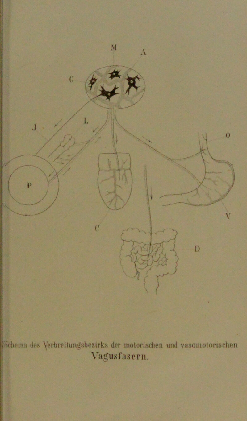 M A ‘Schema des Vei-broilung'sbezirks der motorischen. und vasomotorischen Va£us fasern.