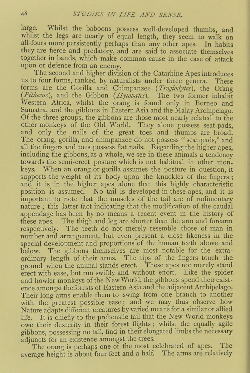 large. Whilst the baboons possess well-developed thumbs, and whilst the legs are nearly of equal length, they seem to walk on all-fours more persistently perhaps than any other apes. In habits they are fierce and predatory, and are said to associate themselves together in bands, which make common cause in the case of attack upon or defence from an enemy. The second and higher division of the Catarhine Apes introduces us to four forms, ranked by naturalists under three genera. These forms are the Gorilla and Chimpanzee {Troglodytes), the Orang (Pithecus), and the Gibbon {Hylobates). The two former inhabit Western Africa, whilst the orang is found only in Borneo and Sumatra, and the gibbons in Eastern Asia and the Malay Archipelago. Of the three groups, the gibbons are those most nearly related to the other monkeys of the Old World. They alone possess seat-pads, and only the nails of the great toes and thumbs are broad. The orang, gorilla, and chimpanzee do not possess “ seat-pads,” and all the fingers and toes possess flat nails. Regarding the higher apes, including the gibbons, as a whole, we see in these animals a tendency towards the semi-erect posture which is not habitual in other mon- keys. When an orang or gorilla assumes the posture in question, it supports the weight of its body upon the knuckles of the fingers ; and it is in the higher apes alone that this highly characteristic position is assumed. No tail is developed in these apes, and it is important to note that the muscles of the tail are of rudimentary nature ; this latter fact indicating that the modification of the caudal appendage has been by no means a recent event in the history of these apes. The thigh and leg are shorter than the arm and forearm respectively. The teeth do not merely resemble those of man in number and arrangement, but even present a close likeness in the special development and proportions of the human teeth above and below. The gibbons themselves are most notable for the extra- ordinary length of their arms. The tips of the fingers touch the ground when the animal stands erect. These apes not merely stand erect with ease, but run swiftly and without effort. Like the spider and howler monkeys of the New World, the gibbons spend their exist- ence amongst the forests of Eastern Asia and the adjacent Archipelago. Their long arms enable them to swing from one branch to another with the greatest possible ease; and we may thus observe how Nature adapts different creatures by varied means for a similar or allied life. It is chiefly to the prehensile tail that the New World monkeys owe their dexterity in their forest flights; whilst the equally agile gibbons, possessing no tail, find in their elongated limbs the necessary adjuncts for an existence amongst the trees. The orang is perhaps one of the most celebrated of apes. The average height is about four feet and a half. The arms are relatively