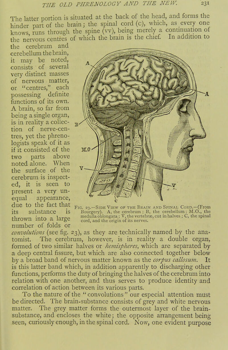 The latter portion is situated at the back of the head, and forms the hinder part of the brain; the spinal cord (c), which, as every one knows, runs through the spine (vv), being merely a continuation of the nervous centres of which the brain is the chief. In addition to the cerebrum and cerebellum the brain, it may be noted, consists of several very distinct masses of nervous matter, or “centres,” each possessing definite functions of its own. A brain, so far from being a single organ, is in reality a collec- tion of nerve-cen- tres, yet the phreno- logists speak of it as if it consisted of the two parts above noted alone. When the surface of the cerebrum is inspect- ed, it is seen to present a very un- equal appearance, due to the fact that its substance is thrown into a large number of folds or convolutions (see fig. 23), as they are technically named by the ana- tomist. The cerebrum, however, is in reality a double organ, formed of two similar halves or hemispheres, which are separated by a deep central fissure, but which are also connected together below by a broad band of nervous matter known as the corpus callosum. It is this latter band which, in addition apparently to discharging other functions, performs the duty of bringing the halves of the cerebrum into relation with one another, and thus serves to produce identity and correlation of action between its various parts. To the nature of the “convolutions” our especial attention must be directed. The brain-substance consists of grey and white nervous matter. The grey matter forms the outermost layer of the brain- substance, and encloses the white; the opposite arrangement being seen, curiously enough, in the spinal cord. Now, one evident purpose Fig. 23.—Side View of the Brain and Spinal Cord.—(From Bourgery). A, the cerebrum; B, the cerebellum; M.O., the medulla oblongata ; V, the vertebrae, cut in halves ; C, the spinal cord, and the origin of its nerves.