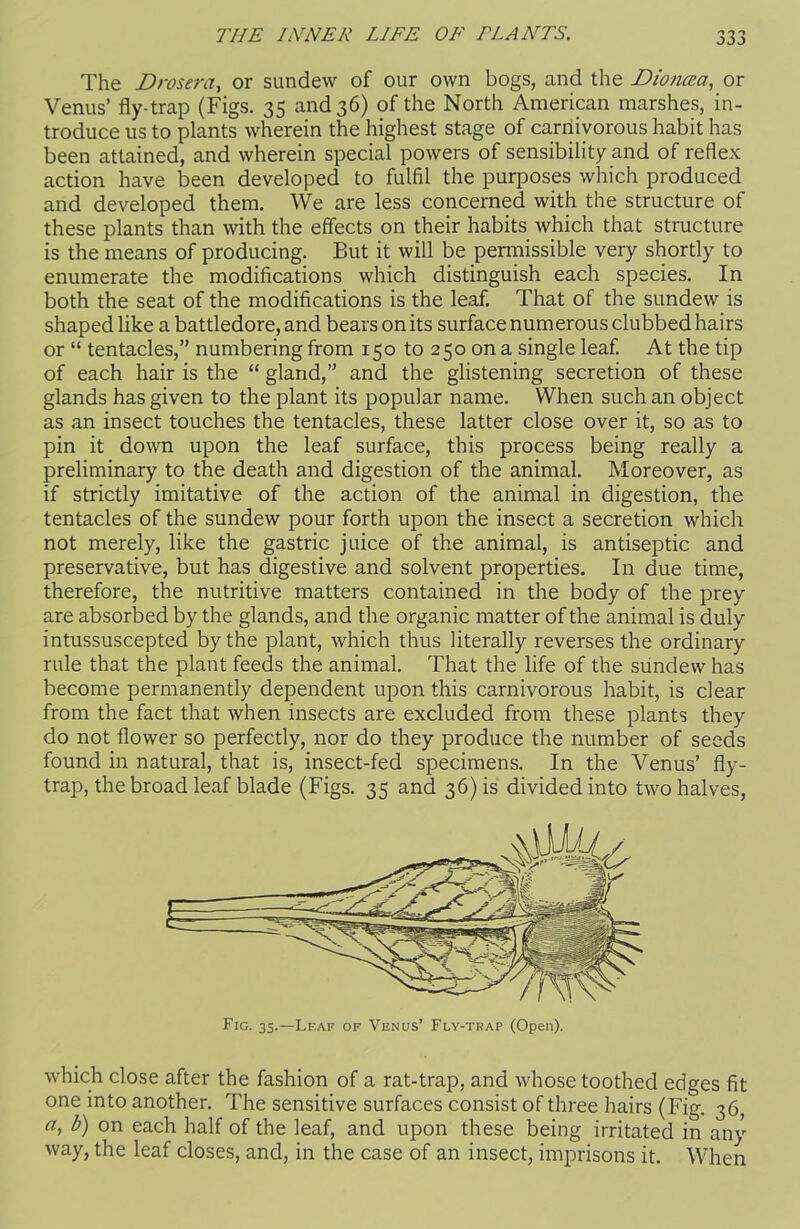 The Drosera, or sundew of our own bogs, and the Dioncea, or Venus’ fly-trap (Figs. 35 and 36) of the North American marshes, in- troduce us to plants wherein the highest stage of carnivorous habit has been attained, and wherein special powers of sensibility and of reflex action have been developed to fulfil the purposes which produced and developed them. We are less concerned with the structure of these plants than with the effects on their habits which that structure is the means of producing. But it will be permissible very shortly to enumerate the modifications which distinguish each species. In both the seat of the modifications is the leaf. That of the sundew is shaped like a battledore, and bears on its surface numerous clubbed hairs or “ tentacles,” numbering from 150 to 250 on a single leaf. At the tip of each hair is the “ gland,” and the glistening secretion of these glands has given to the plant its popular name. When such an object as an insect touches the tentacles, these latter close over it, so as to pin it down upon the leaf surface, this process being really a preliminary to the death and digestion of the animal. Moreover, as if strictly imitative of the action of the animal in digestion, the tentacles of the sundew pour forth upon the insect a secretion which not merely, like the gastric juice of the animal, is antiseptic and preservative, but has digestive and solvent properties. In due time, therefore, the nutritive matters contained in the body of the prey are absorbed by the glands, and the organic matter of the animal is duly intussuscepted by the plant, which thus literally reverses the ordinary rule that the plant feeds the animal. That the life of the sundew has become permanently dependent upon this carnivorous habit, is clear from the fact that when insects are excluded from these plants they do not flower so perfectly, nor do they produce the number of seeds found in natural, that is, insect-fed specimens. In the Venus’ fly- trap, the broad leaf blade (Figs. 35 and 36) is divided into two halves, Fig. 35.—Leaf of Venus’ Fly-trap (Open). which close after the fashion of a rat-trap, and whose toothed edges fit one into another. The sensitive surfaces consist of three hairs (Fig. 36, a, b) on each half of the leaf, and upon these being irritated in any way, the leaf closes, and, in the case of an insect, imprisons it. When