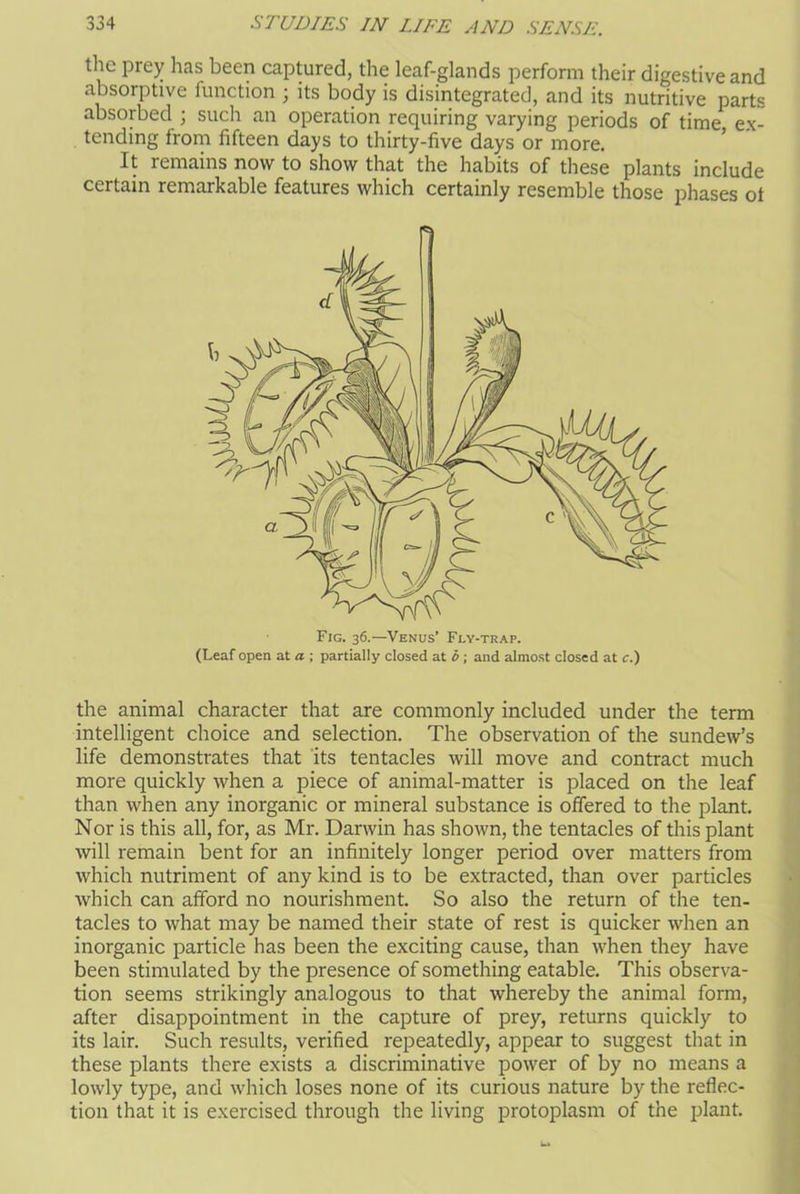 the prey has been captured, the leaf-glands perform their digestive and absorptive function ; its body is disintegrated, and its nutritive parts absorbed ; such an operation requiring varying periods of time ex- tending Irom fifteen days to thirty-five days or more. It remains now to show that the habits of these plants include certain remarkable features which certainly resemble those phases ot the animal character that are commonly included under the term intelligent choice and selection. The observation of the sundew’s life demonstrates that its tentacles will move and contract much more quickly when a piece of animal-matter is placed on the leaf than when any inorganic or mineral substance is offered to the plant. Nor is this all, for, as Mr. Darwin has shown, the tentacles of this plant will remain bent for an infinitely longer period over matters from which nutriment of any kind is to be extracted, than over particles which can afford no nourishment. So also the return of the ten- tacles to what may be named their state of rest is quicker when an inorganic particle has been the exciting cause, than when they have been stimulated by the presence of something eatable. This observa- tion seems strikingly analogous to that whereby the animal form, after disappointment in the capture of prey, returns quickly to its lair. Such results, verified repeatedly, appear to suggest that in these plants there exists a discriminative power of by no means a lowly type, and which loses none of its curious nature by the reflec- tion that it is exercised through the living protoplasm of the plant. Fig. 36.—Venus’ Fly-trap. (Leaf open at a ; partially closed at b; and almost closed at c.)