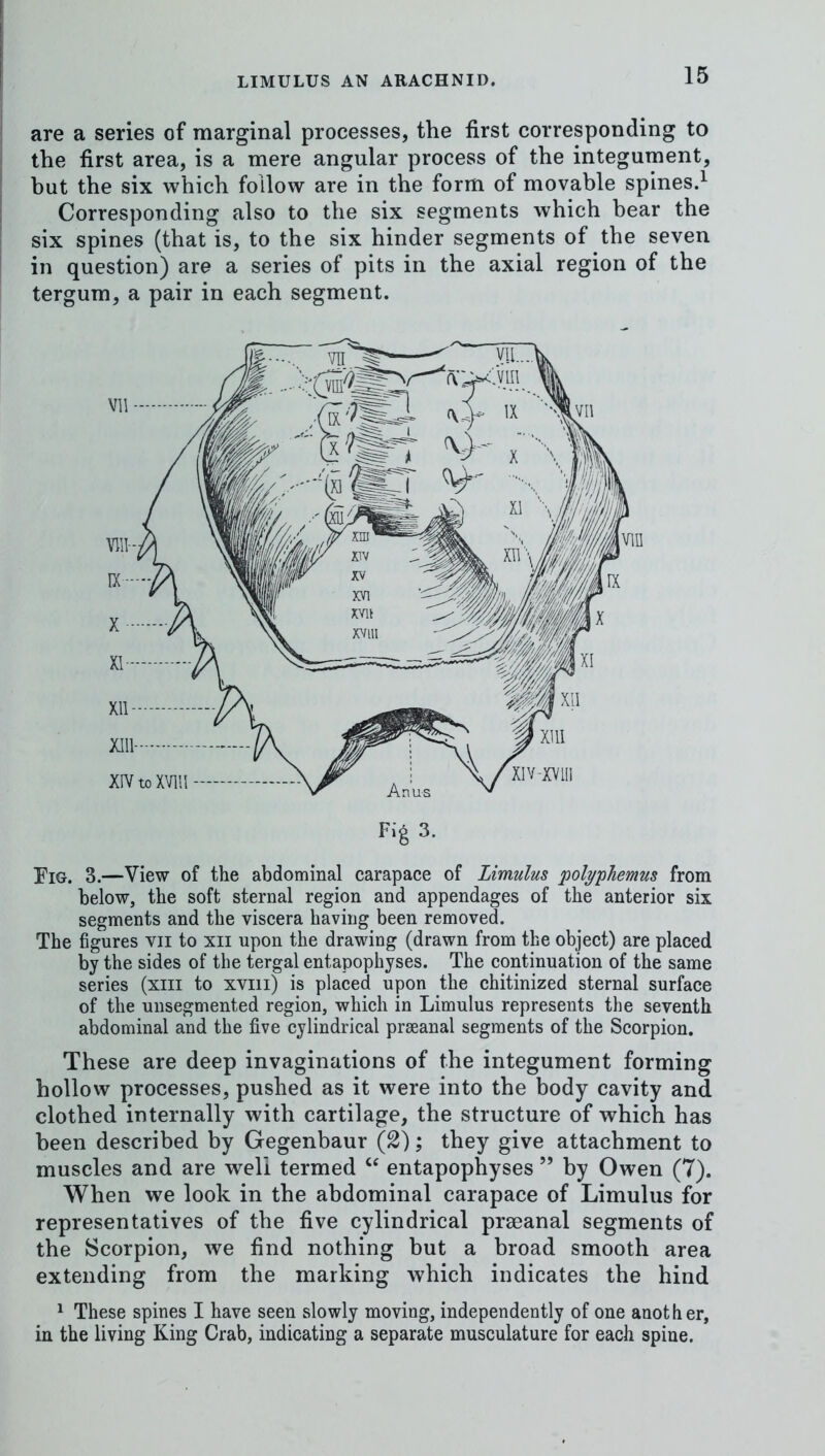 are a series of marginal processes, the first corresponding to the first area, is a mere angular process of the integument, but the six which follow are in the form of movable spines.^ Corresponding also to the six segments which bear the six spines (that is, to the six hinder segments of the seven in question) are a series of pits in the axial region of the tergum, a pair in each segment. Eig. 3.—View of the abdominal carapace of Limulus polyphemus from below, the soft sternal region and appendages of the anterior six segments and the viscera having been removed. The figures vii to xii upon the drawing (drawn from the object) are placed by the sides of the tergal entapophyses. The continuation of the same series (xiii to xviii) is placed upon the chitinized sternal surface of the unsegmented region, which in Limulus represents the seventh abdominal and the fiive cylindrical praeanal segments of the Scorpion. These are deep invaginations of the integument forming hollow processes, pushed as it were into the body cavity and clothed internally with cartilage, the structure of which has been described by Gegenbaur (2); they give attachment to muscles and are well termed ‘‘ entapophyses ” by Owen (7). When we look in the abdominal carapace of Limulus for representatives of the five cylindrical prseanal segments of the Scorpion, we find nothing but a broad smooth area extending from the marking which indicates the hind ^ These spines I have seen slowly moving, independently of one another, in the living King Crab, indicating a separate musculature for each spine.