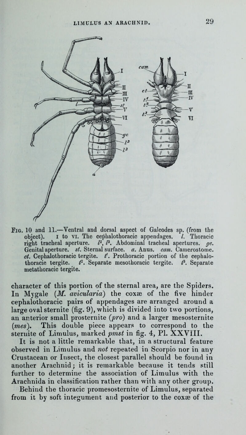 Fig. 10 and 11.—Ventral and dorsal aspect of Galeodes sp. (from the object). I to VI. The cephalothoracic appendages. L Thoracic right tracheal aperture. Abdominal tracheal apertures, ge. Genital aperture, st. Sternal surface, a. Anus. cam. Camerostome. ct. Cephalothoracic tergite. t'. Prothoracic portion of the cephalo- thoracic tergite. t^. Separate mesothoracic tergite. t^. Separate metathoracic tergite. character of this portion of the sternal area, are the Spiders. In Mygale {M. avicularid) the coxse of the five hinder cephalothoracic pairs of appendages are arranged around a large oval sternite (fig. 9), which is divided into two portions, an anterior small prosternite {pro) and a larger mesosternite [mes). This double piece appears to correspond to the sternite of Limulus, marked pmst in fig. 4, PI. XXVill. It is not a little remarkable that, in a structural feature observed in Limulus and not repeated in Scorpio nor in any Crustacean or Insect, the closest parallel should be found in another Arachnid; it is remarkable because it tends still further to determine the association of Limulus with the Arachnida in classification rather than with any other group. Behind the thoracic promesosternite of Limulus, separated from it by soft integument and posterior to the coxse of the