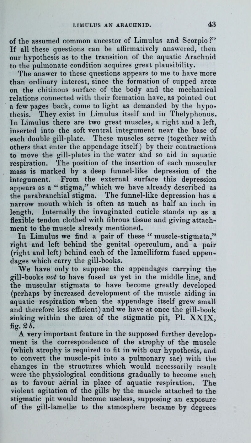 of the assumed common ancestor of Limulus and Scorpio If all these questions can be affirmatively answered, then our hypothesis as to the transition of the aquatic Arachnid to the pulmonate condition acquires great plausibility. The answer to these questions appears to me to have more than ordinary interest, since the formation of cupped arese on the chitinous surface of the body and the mechanical relations connected with their formation have, as pointed out a few pages back, come to light as demanded by the hypo- thesis. They exist in Limulus itself and in Thelyphonus. In Limulus there are two great muscles, a right and a left, inserted into the soft ventral integument near the base of each double gill-plate. These muscles serve (together with others that enter the appendage itself) by their contractions to move the gill-plates in the water and so aid in aquatic respiration. The position of the insertion of each muscular mass is marked by a deep funnel-like depression of the integument. From the external surface this depression appears as a stigma,” which we have already described as the parabranchial stigma. The funnel-like depression has a narrow mouth which is often as much as half an inch in length. Internally the invaginated cuticle stands up as a flexible tendon clothed with fibrous tissue and giving attach- ment to the muscle already mentioned. In Limulus we find a pair of these muscle-stigmata,” right and left behind the genital operculum, and a pair (right and left) behind each of the lamelliform fused appen- dages which carry the gill-books. We have only to suppose the appendages carrying the gill-books not to have fused as yet in the middle line, and the muscular stigmata to have become greatly developed (perhaps by increased development of the muscle aiding in aquatic respiration when the appendage itself grew small and therefore less efficient) and we have at once the gill-book sinking within the area of the stigmatic pit, PI. XXIX, fig. 2 b, A very important feature in the supposed further develop- ment is the correspondence of the atrophy of the muscle (which atrophy is required to fit in with our hypothesis, and to convert the muscle-pit into a pulmonary sac) with the changes in the structures which would necessarily result were the physiological conditions gradually to become such as to favour aerial in place of aquatic respiration. The violent agitation of the gills by the muscle attached to the stigmatic pit would become useless, supposing an exposure of the gill-lamellae to the atmosphere became by degrees