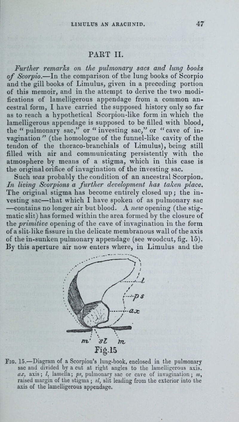 PART II. Further remarks on the 'pulmonary sacs and lung hooks of Scorpio.—In the comparison of the lung books of Scorpio and the gill books of Limulus, given in a preceding portion of this memoir, and in the attempt to derive the two modi- fications of lamelligerous appendage from a common an- cestral form, I have carried the supposed history only so far as to reach a hypothetical Scorpion-like form in which the lamelligerous appendage is supposed to be filled with blood, the pulmonary sac,’' or investing sac, or cave of in- vagination  (the homologue of the funnel-like cavity of the tendon of the thoraco-branchials of Limulus), being still filled with air and communicating persistently with the atmosphere by means of a stigma, which in this case is the original orifice of invagination of the investing sac. Such was probably the condition of an ancestral Scorpion. In living Scorpions a further development has taken place. The original stigma has become entirely closed up; the in- vesting sac—that which I have spoken of as pulmonary sac —contains no longer air but blood. A new opening (the stig- matic slit) has formed within the area formed by the closure of the primitive opening of the cave of invagination in the form of a slit-like fissure in the delicate membranous wall of the axis of the in-sunken pulmonary appendage (see woodcut, fig. 15). By this aperture air now enters where, in Limulus and the Fig. 15.—Diagram of a Scorpion’s lung-book, enclosed in the pulmonary sac and divided by a cut at right angles to the lamelligerous axis. ax, axis; I, lamella; ps, pulmonary sac or cave of invagination; m, raised margin of the stigma ; si, slit leading from the exterior into the axis of the lamelligerous appendage.