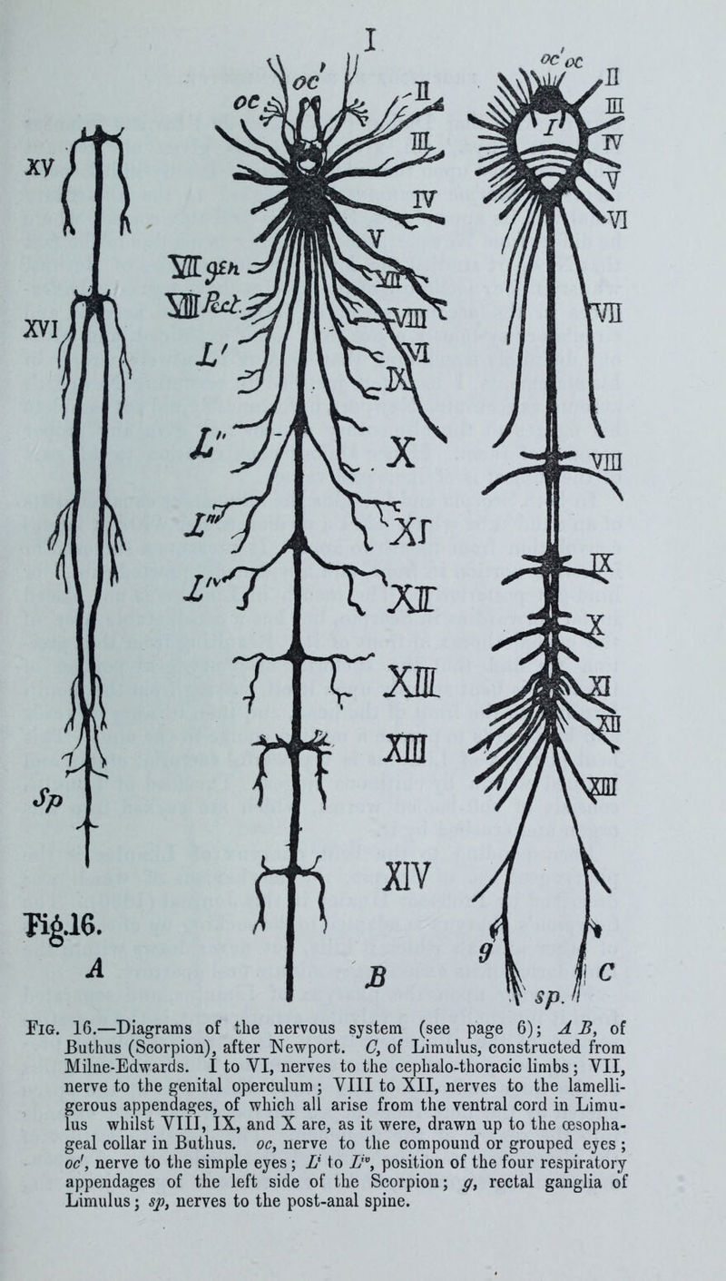 Fig. 16.—Diagrams of the nervous system (see page 6); A B, of Buthus (Scorpion), after Newport. C, of Limulus, constructed from Milne-Edwards. I to VI, nerves to the cephalo-thoracic limbs ; VII, nerve to the genital operculum; VIII to XII, nerves to the lamelli- gerous appendages, of which all arise from the ventral cord in Limu- lus whilst VIII, IX, and X are, as it were, drawn up to the oesopha- geal collar in Buthus. oc, nerve to the compound or grouped eyes ; oc', nerve to the simple eyes; B to Z'”, position of the four respiratory appendages of the left side of the Scorpion; y, rectal ganglia of Limulus; sj>, nerves to the post-anal spine.