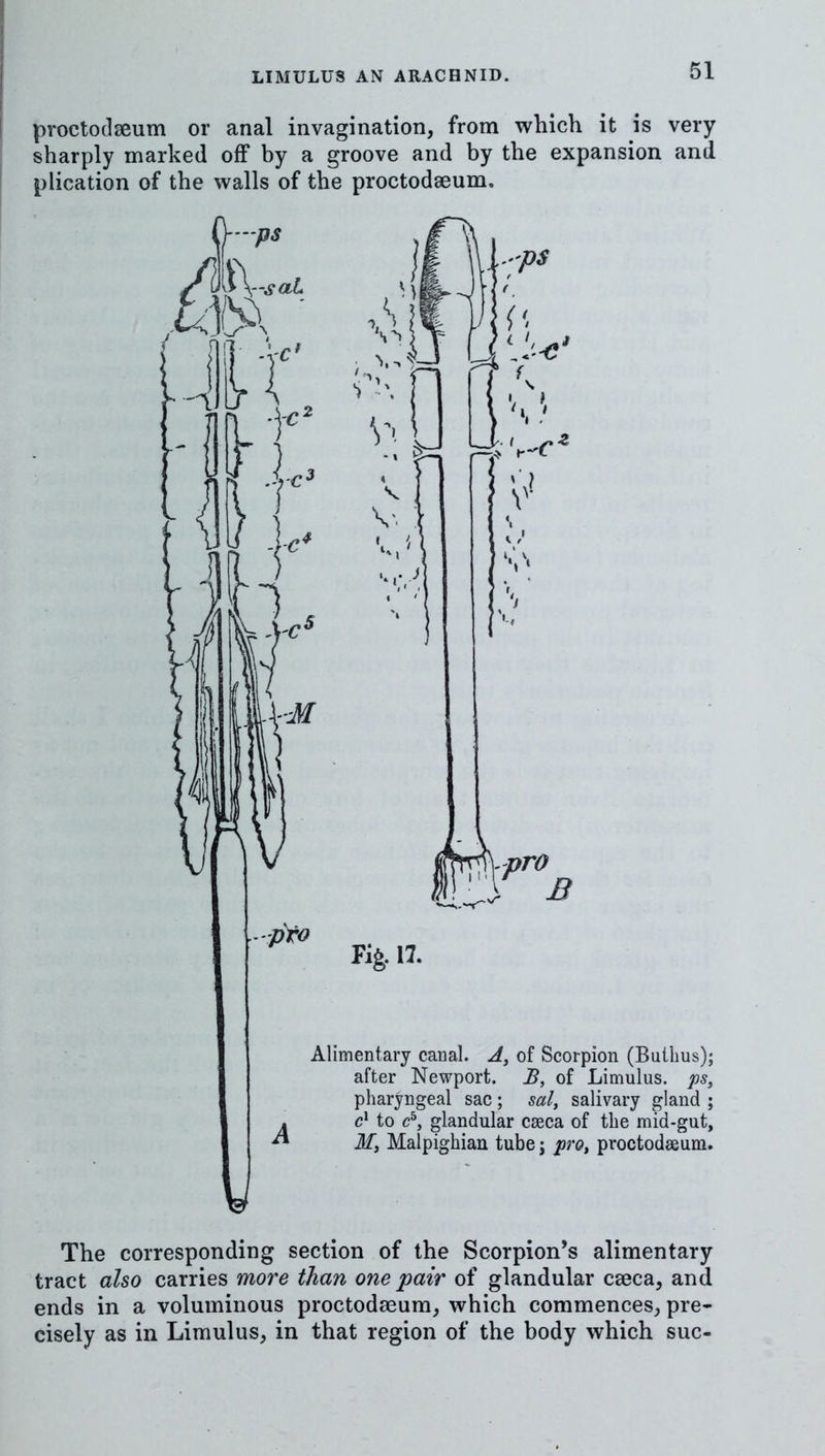 proctodaeum or anal invagination, from which it is very sharply marked off by a groove and by the expansion and plication of the walls of the proctodaeum. Alimentary canal. of Scorpion (Builius); after Newport. B, of Limulus. ps, pharyngeal sac; sal, salivary gland ; c' to c^, glandular caeca of the mid-gut, Mi Malpighian tubej pro^ proctodeeum. The corresponding section of the Scorpion’s alimentary tract also carries more than one pair of glandular caeca, and ends in a voluminous proctodaeum, which commences, pre- cisely as in Limulus, in that region of the body which sue-