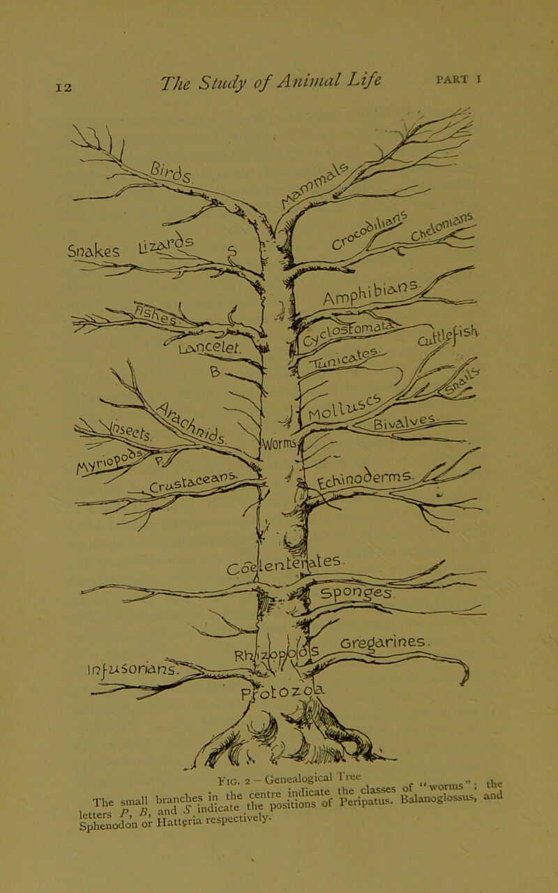 Pig. 2 - Genealogical Tree Fig. 2 — „ « 16 Tl andl'fndicare .ta’JSSS and nodon or Hatlfria respectively- Snakes k