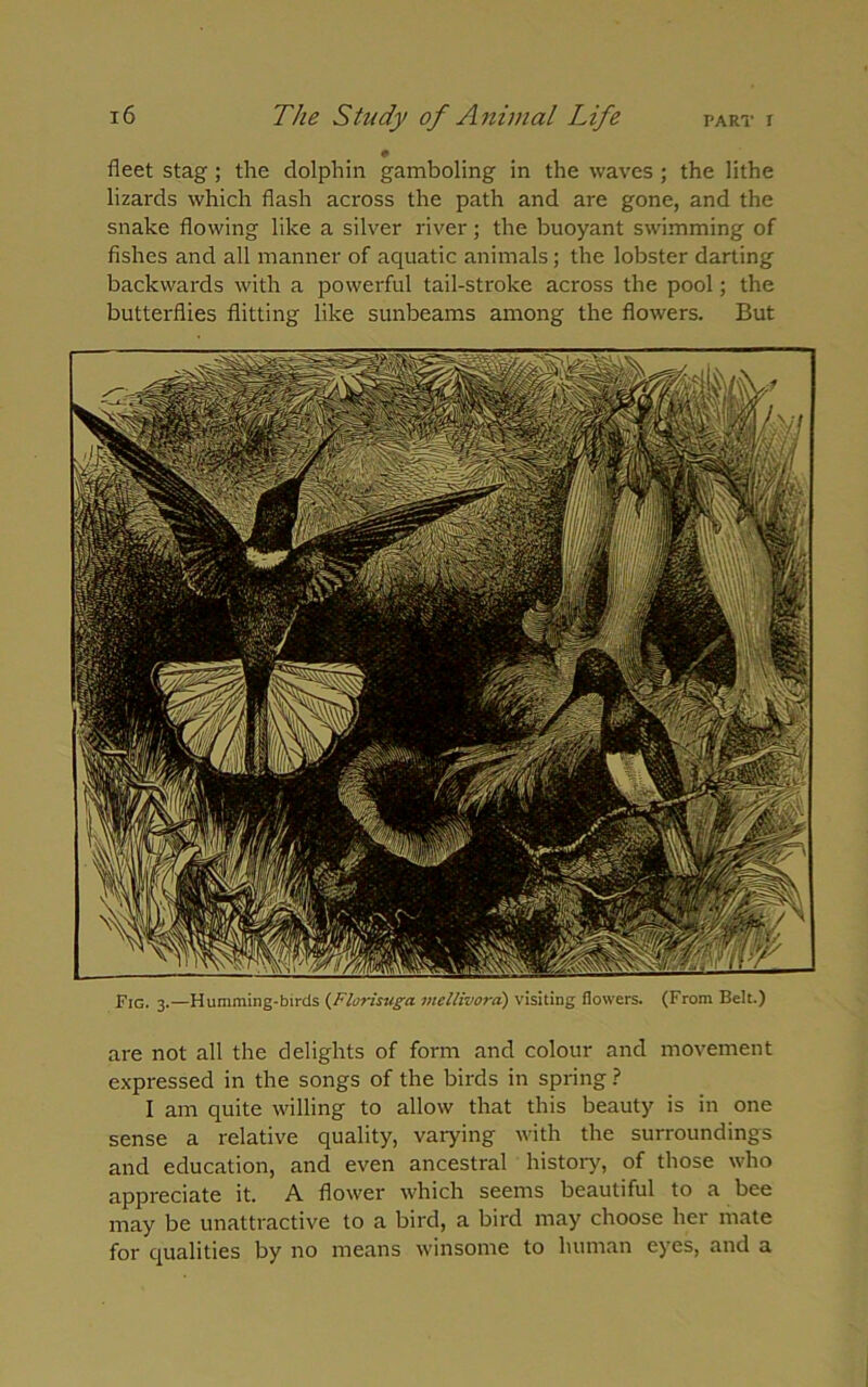 • fleet stag; the dolphin gamboling in the waves ; the lithe lizards which flash across the path and are gone, and the snake flowing like a silver river ; the buoyant swimming of fishes and all manner of aquatic animals; the lobster darting backwards with a powerful tail-stroke across the pool; the butterflies flitting like sunbeams among the flowers. But Fig. 3.—Humming-birds (Florisuga mellivora) visiting flowers. (From Belt.) are not all the delights of form and colour and movement expressed in the songs of the birds in spring ? I am quite willing to allow that this beauty is in one sense a relative quality, varying with the surroundings and education, and even ancestral history, of those who appreciate it. A flower which seems beautiful to a bee may be unattractive to a bird, a bird may choose her mate for qualities by no means winsome to human eyes, and a