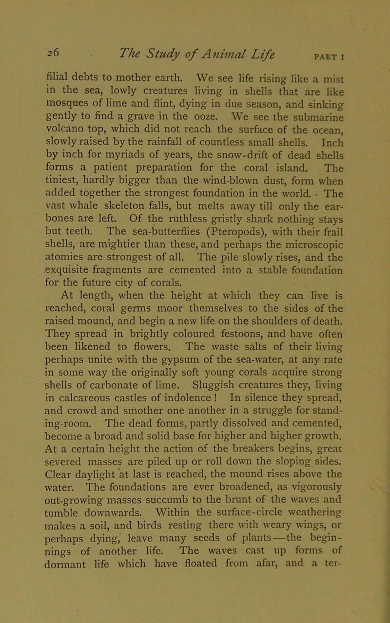 filial debts to mother earth. We see life rising like a mist in the sea, lowly creatures living in shells that are like mosques of lime and flint, dying in due season, and sinking gently to find a grave in the ooze. We see the submarine volcano top, which did not reach the surface of the ocean, slowly raised by the rainfall of countless small shells. Inch by inch for myriads of years, the snow-drift of dead shells fonns a patient preparation for the coral island. The tiniest, hardly bigger than the wind-blown dust, form when added together the strongest foundation in the world. • The vast whale skeleton falls, but melts away till only the ear- bones are left. Of the ruthless gristly shark nothing stays but teeth. The sea-butterflies (Pteropods), with their frail shells, are mightier than these, and perhaps the microscopic atomies are strongest of all. The pile slowly rises, and the exquisite fragments are cemented into a stable foundation for the future city of corals. At length, when the height at which they can live is reached, coral germs moor themselves to the sides of the raised mound, and begin a new life on the shoulders of death. They spread in brightly coloured festoons, and have often been likened to flowers. The waste salts of their living perhaps unite with the gypsum of the sea-water, at any rate in some way the originally soft young corals acquire strong shells of carbonate of lime. Sluggish creatures they, living in calcareous castles of indolence ! In silence they spread, and crowd and smother one another in a struggle for stand- ing-room. The dead forms, partly dissolved and cemented, become a broad and solid base for higher and higher growth. At a certain height the action of the breakers begins, great severed masses are piled up or roll down the sloping sides. Clear daylight at last is reached, the mound rises above the water. The foundations are ever broadened, as vigorously out-growing masses succumb to the brunt of the waves and tumble downwards. Within the surface-circle weathering makes a soil, and birds resting there with weary wings, or perhaps dying, leave many seeds of plants—the begin- nings of another life. The waves cast up forms of dormant life which have floated from afar, and a ter-