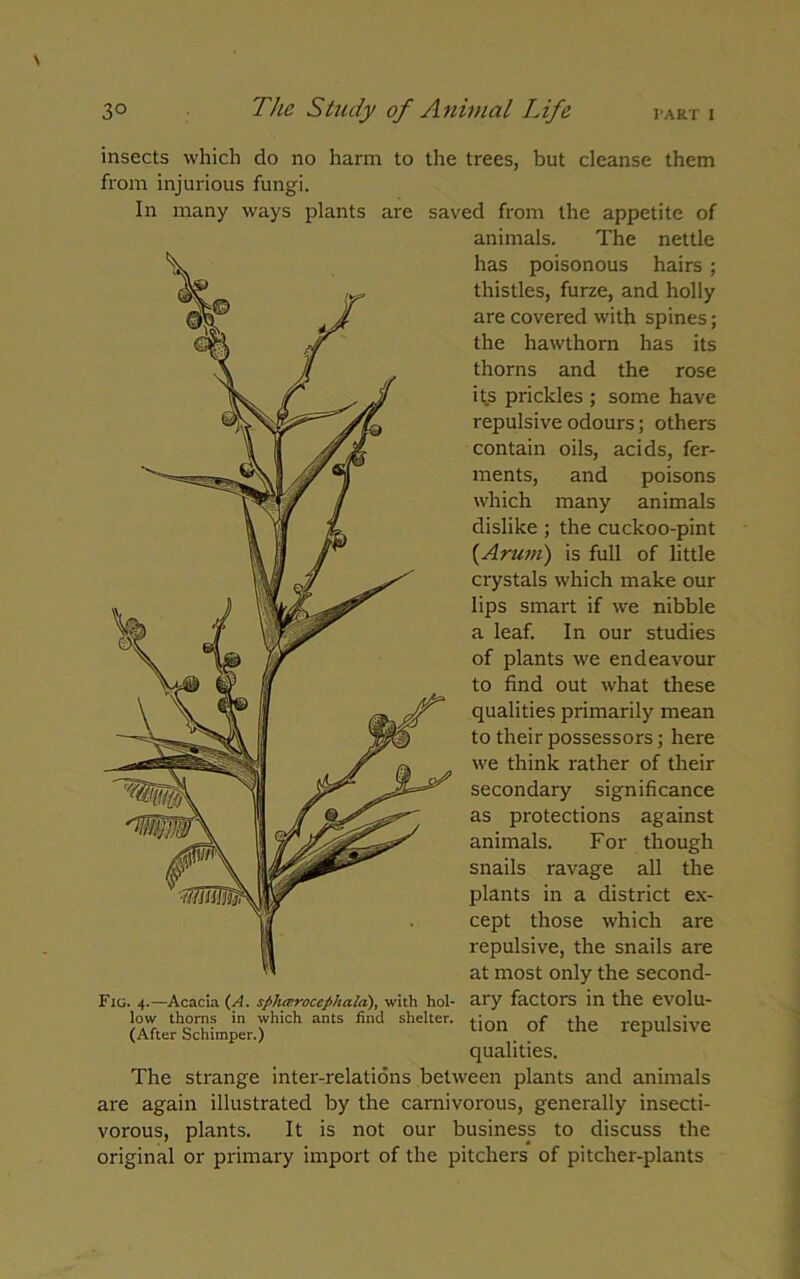 insects which do no harm to the trees, but cleanse them from injurious fungi. In many ways plants are saved from the appetite of animals. The nettle has poisonous hairs ; thistles, furze, and holly are covered with spines; the hawthorn has its thorns and the rose its prickles ; some have repulsive odours; others contain oils, acids, fer- ments, and poisons which many animals dislike ; the cuckoo-pint (Arum) is full of little crystals which make our lips smart if we nibble a leaf. In our studies of plants we endeavour to find out what these qualities primarily mean to their possessors; here we think rather of their secondary significance as protections against animals. For though snails ravage all the plants in a district ex- cept those which are repulsive, the snails are at most only the second- Fig. 4.—Acacia (A. sph cvroccph a la), with hoi- ary factors in the evolu- tion of the repulsive qualities. The strange inter-relations between plants and animals are again illustrated by the carnivorous, generally insecti- vorous, plants. It is not our business to discuss the original or primary import of the pitchers of pitcher-plants low thorns in which ants find shelter. (After Schimper.)