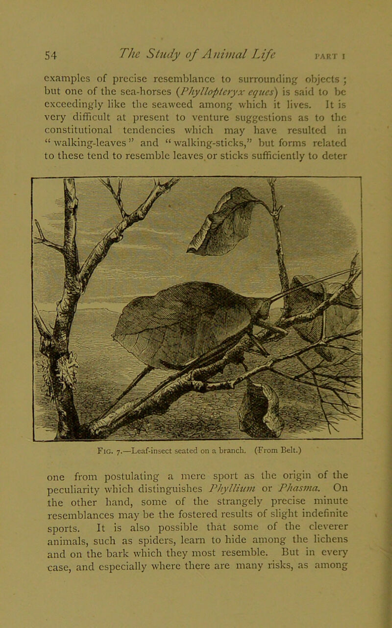 examples of precise resemblance to surrounding objects ; but one of the sea-horses (Phyllopteryx eques) is said to be exceedingly like the seaweed among which it lives. It is very difficult at present to venture suggestions as to the constitutional tendencies which may have resulted in “ walking-leaves ” and “ walking-sticks,” but forms related to these tend to resemble leaves.or sticks sufficiently to deter Fig. 7.—Leaf-insect seated on a branch. (From Belt.) one from postulating a mere sport as the origin of the peculiarity which distinguishes Phyllium or Phasma. On the other hand, some of the strangely precise minute resemblances may be the fostered results of slight indefinite sports. It is also possible that some of the cleverer animals, such as spiders, learn to hide among the lichens and on the bark which they most resemble. But in every case, and especially where there are many risks, as among