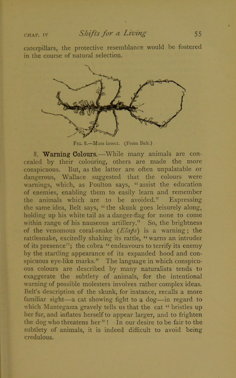 caterpillars, the protective resemblance would be fostered in the course of natural selection. 8. Warning Colours.—While many animals are con- cealed by their colouring, others are made the more conspicuous. But, as the latter are often unpalatable nr dangerous, Wallace suggested that the colours were warnings, which, as Poulton says, “ assist the education of enemies, enabling them to easily learn and remember the animals which are to be avoided.” Expressing the same idea, Belt says, “ the skunk goes leisurely along, holding up his white tail as a danger-flag for none to come within range of his nauseous artillery.” So, the brightness of the venomous coral-snake {Elaps) is a warning; the rattlesnake, excitedly shaking its rattle, “ warns an intruder of its presence”; the cobra “ endeavours to terrify its enemy by the startling appearance of its expanded hood and con- spicuous eye-like marks.” The language in which conspicu- ous colours are described by many naturalists tends to exaggerate the subtlety of animals, for the intentional warning of possible molesters involves rather complex ideas. Belt’s description of the skunk, for instance, recalls a more familiar sight—a cat showing fight to a dog—in regard to which Mantegazza gravely tells us that the cat “ bristles up her fur, and Inflates herself to appear larger, and to frighten the dog who threatens her ” ! In our desire to be fair to the subtlety of animals, it is indeed difficult to avoid being credulous.