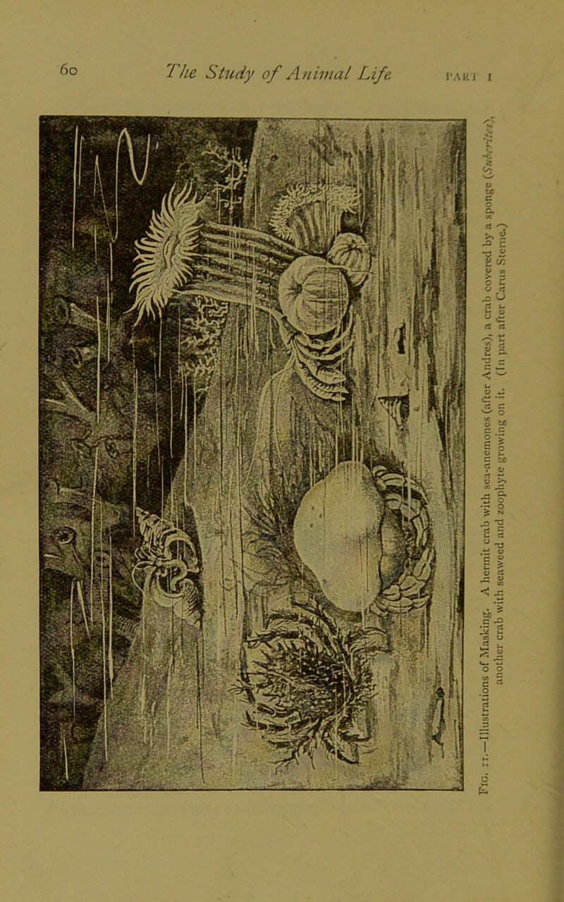 mmntfnimrvMi Illustrations of Masking. A hermit crab with sea-anemones (after Andres), a crab covered by a sponge (Sufi,-. another crab with seaweed and zoophyte growing on it. (In part after Cams Sterne.)