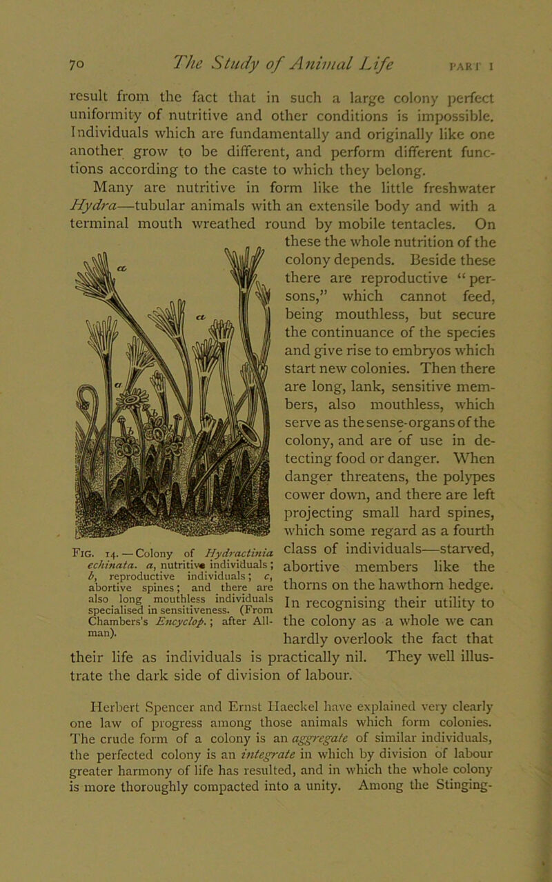 result from the fact that in such a large colony perfect uniformity of nutritive and other conditions is impossible. Individuals which are fundamentally and originally like one another grow to be different, and perform different func- tions according to the caste to which they belong. Many are nutritive in form like the little freshwater Hydra—tubular animals with an extensile body and with a terminal mouth wreathed round by mobile tentacles. On Fig. 14.—Colony of Hydractinia echinata. a, nutritive individuals ; b, reproductive individuals; c, abortive spines; and there are also long mouthless individuals specialised in sensitiveness. (From Chambers’s Encyclop.; after All- man). their life as individuals is p trate the dark side of divisioi these the whole nutrition of the colony depends. Beside these there are reproductive “ per- sons,” which cannot feed, being mouthless, but secure the continuance of the species and give rise to embryos which start new colonies. Then there are long, lank, sensitive mem- bers, also mouthless, which serve as the sense-organs of the colony, and are of use in de- tecting food or danger. When danger threatens, the polypes cower down, and there are left projecting small hard spines, which some regard as a fourth class of individuals—starved, abortive members like the thorns on the hawthorn hedge. In recognising their utility to the colony as a whole we can hardly overlook the fact that radically nil. They well illus- l of labour. Herbert Spencer and Ernst Haeckel have explained very clearly one law of progress among those animals which form colonies. The crude form of a colony is an aggregate of similar individuals, the perfected colony is an integrate in which by division of labour greater harmony of life has resulted, and in which the whole colony is more thoroughly compacted into a unity. Among the Stinging-