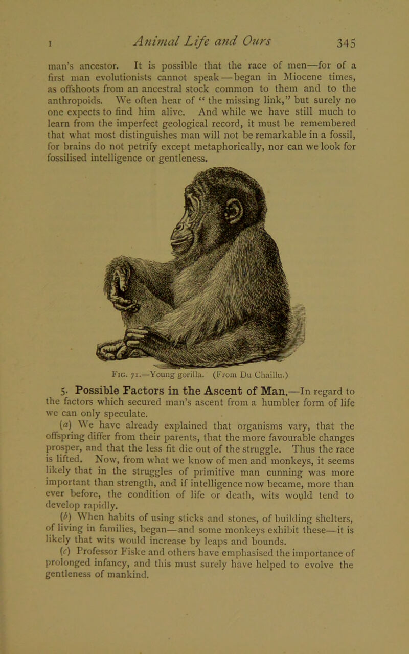 man’s ancestor. It is possible that the race of men—for of a first man evolutionists cannot speak—began in Miocene times, as offshoots from an ancestral stock common to them and to the anthropoids. We often hear of “ the missing link,” but surely no one expects to find him alive. And while we have still much to learn from the imperfect geological record, it must be remembered that what most distinguishes man will not be remarkable in a fossil, for brains do not petrify except metaphorically, nor can we look for fossilised intelligence or gentleness. Fig. 71.—Young gorilla. (From Du Chaillu.) 5- Possible Factors in the Ascent of Man.—In regard to the factors which secured man’s ascent from a humbler form of life we can only speculate. (a) We have already explained that organisms vary, that the offspring differ from their parents, that the more favourable changes prosper, and that the less fit die out of the struggle. Thus the race is lifted. Now, from what we know of men and monkeys, it seems likely that in the struggles of primitive man cunning was more important than strength, and if intelligence now became, more than ever before, the condition of life or death, wits woyld tend to develop rapidly. (b) When habits of using sticks and stones, of building shelters, of living in families, began—and some monkeys exhibit these—it is likely that wits would increase by leaps and bounds. (r) Professor Fiske and others have emphasised the importance of prolonged infancy, and this must surely have helped to evolve the gentleness of mankind.