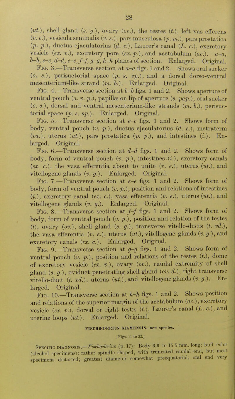(ut), shell gland (s. r/.), ovary (ov.), the testes (t), left vas efferens (v. e.), vesicula seminalis (v. s.), pars musculosa (p. m.), parsprostatica (p. p.), ductus ejaculatorius (d. e.), Laurer's canal (L. c), excretoiy vesicle (ex. v.), excretory pore (ex. p.), and acetabulum (ac). a-a, b-b, c-c, d-d, e-e,f-f, g-g, h-h planes of section. Enlarged. Original. Fig. 3.—Transverse section at a-a figs. 1 and 2. Shows oral sucker (o. s.), perisuctorial space {p. s. sp.), and a dorsal dorso-venti al mesenterium-like strand (m. b.). Enlarged. Original. Fig. 4.—Transverse section at ~b-b figs. 1 and 2. Shows aperture of ventral pouch (a. v. p.), papillae on lip of aperture (s. pap.), oral sucker (o. s.), dorsal and ventral mesenterium-like strands (m. b.), perisuc- torial space (p. s. sp.). Enlarged. Original. Fig. 5.—Transverse section at c-c figs. 1 and 2. Shows form of body, ventral pouch (v. p.), ductus ejaculatorius (d. e.), metraterm (va.), uterus (ut.), pars prostatica (p. p.), and intestines (i.). En- larged. Original. Fig. 6.—Transverse section at d-d figs. 1 and 2. Shows form of body, form of ventral pouch (v. p.), intestines (i.), excretory canals (ex. c), the vasa efferentia about to unite (v. e.), uterus (ut.), and vitellogene glands (v. g.). Enlarged. Original. Fig. 7.—Transverse section at e-e figs. 1 and 2. Shows form of body, form of ventral pouch (v. p.), position and relations of intestines (i.), excretoiy canal (ex. c), vasa efferentia (v. e.), uterus (ut), and vitellogene glands (v. g.). Enlarged. Original. Fig. 8.—Transverse section at /-/ figs. 1 and 2. Shows form of body, form of ventral pouch (v. p.), position and relation of the testes (t), ovary (ov.), shell gland (s. g.), transverse vitello-ducts (t. vd.), the vasa efferentia (v. e.), uterus (ut.), vitellogene glands (v. g.), ;uid excretoiy canals (ex. c). Enlarged. Original. Fig. 9.—Transverse section at g-g figs. 1 and 2. Shows form of ventral pouch (v. p.), position and relations of the testes (t), dome of excretory vesicle (ex. v.), ovary (ov.), caudal extremity of shell gland (s. g.), oviduct penetrating shell gland (ov. d.), right transverse vitello-duct (t. vd.), uterus (ut.), and vitellogene glands (v. g.). En- larged. Original. Fig. 10.—Transverse section at h-h figs. 1 and 2. Shows position and relations of the superior margin of the acetabulum (ac), excretory vesicle (ex. v.), dorsal or right testis (*.), Laurer's canal (L. c), and uterine loops (ut.). Enlarged. Original. FISCIUEDERIUS SIAMENSIS, new species. [Fifts. 11 to 22.] Specific diagnosis.—Fischcederius (p. 17): Body 6.6 to 15.5 mm. long; buff color (alcohol specimens); rather spindle shaped, with truncated caudal end, but most specimens distorted; greatest diameter somewhat preequatorial; oral end very